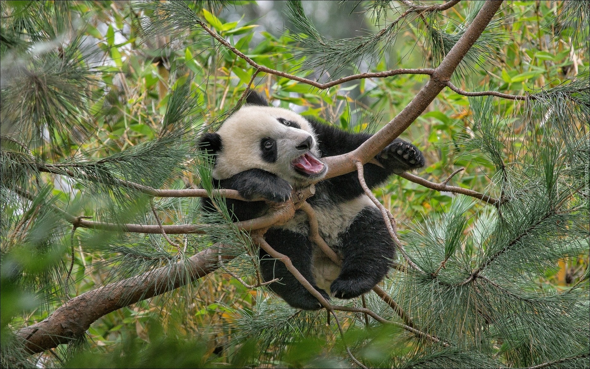 Panda, Drzewo, Las