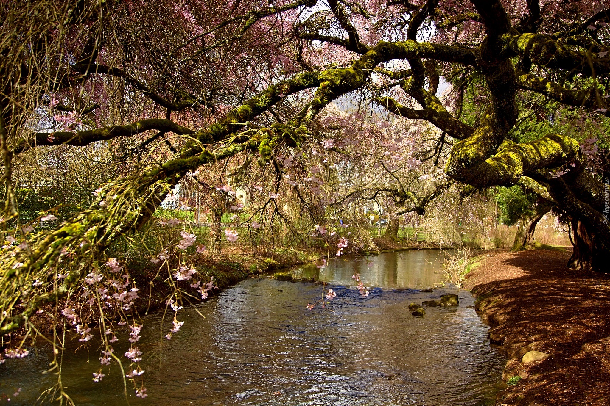 Rzeka, Kwitnące, Drzewo, Wiosna