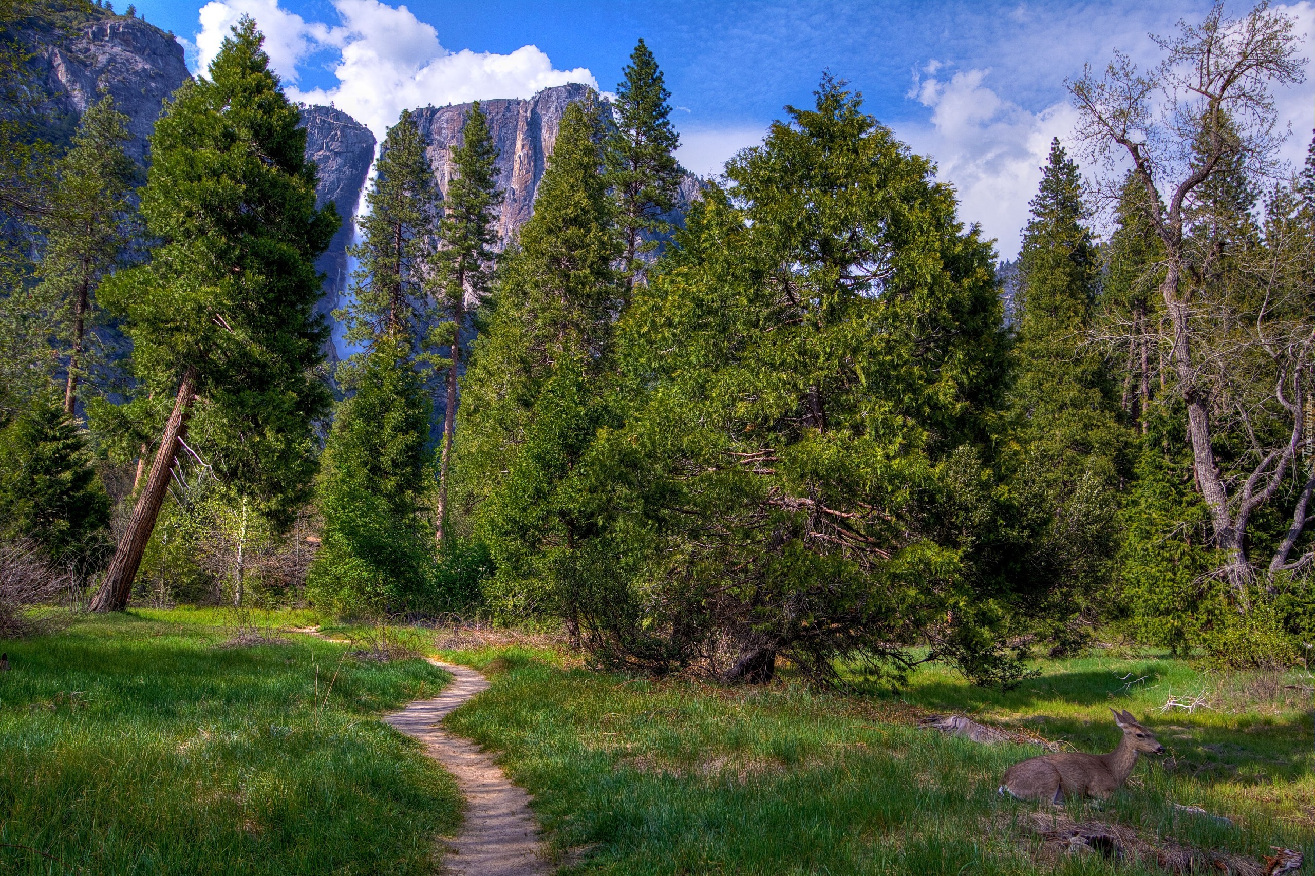 Góry, Las, Yosemite, Kalifornia