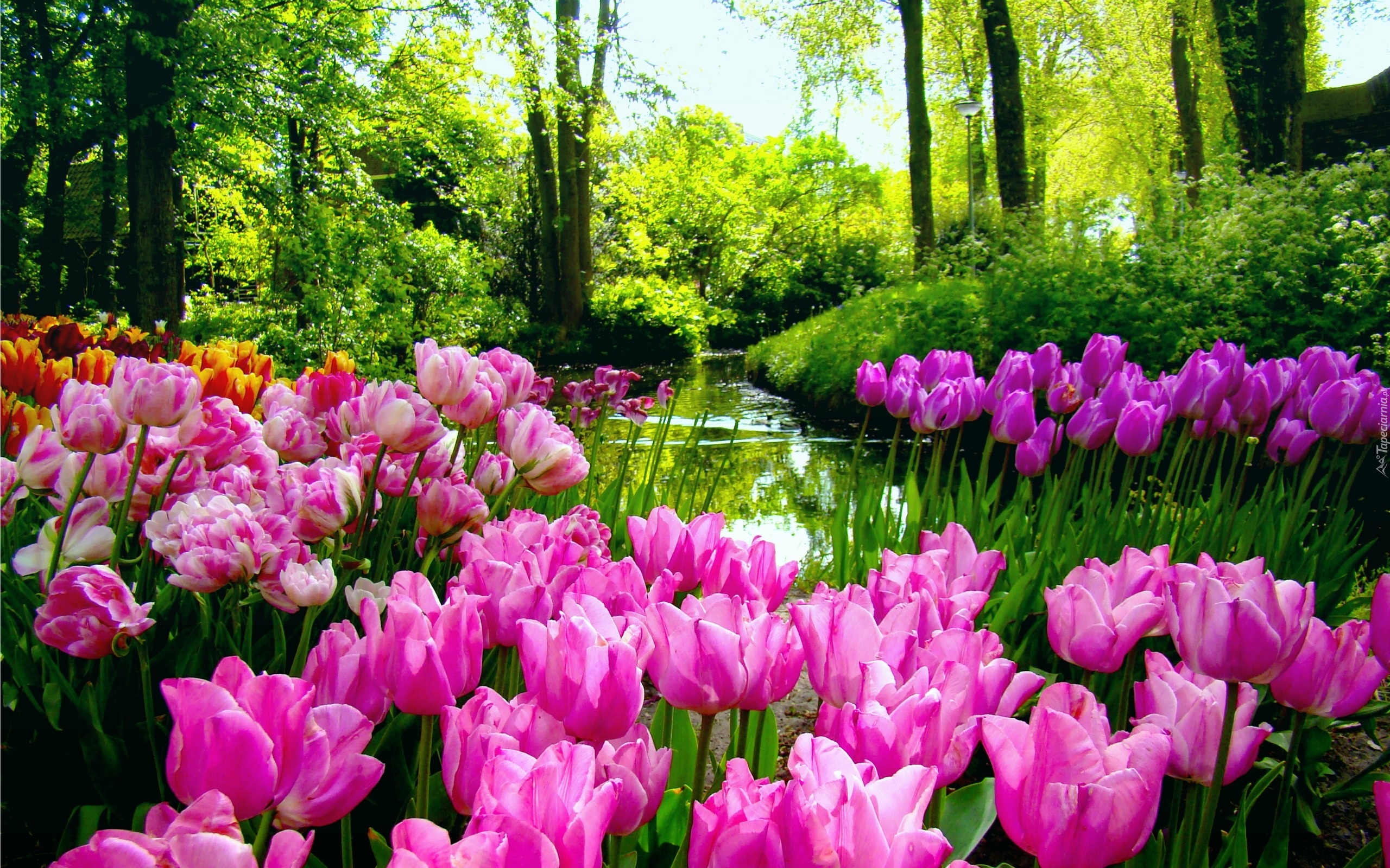 Tulipany, Rzeka, Las, Wiosna