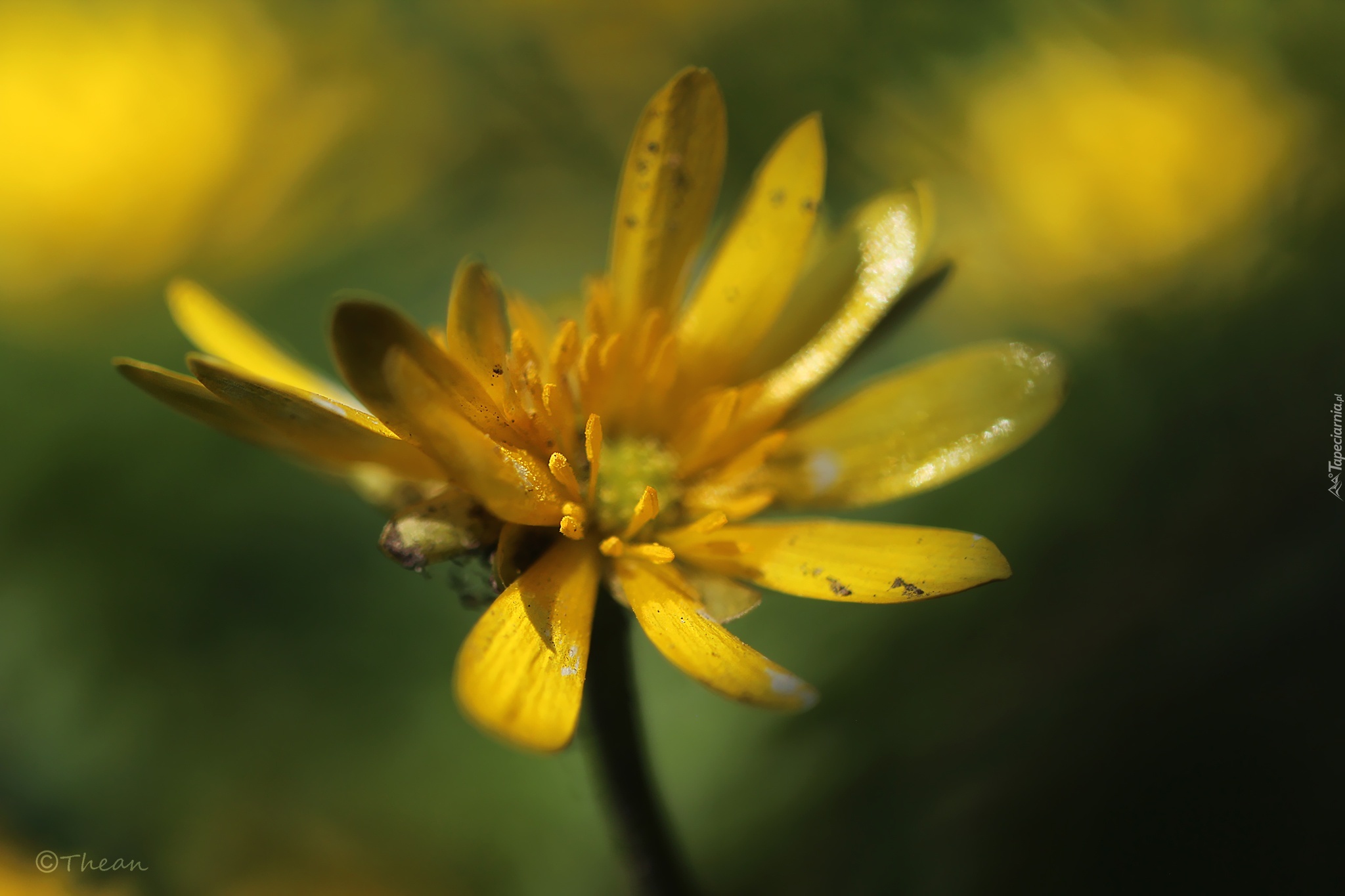 Ziarnopłon Wiosenny, Kwiat, Żółty