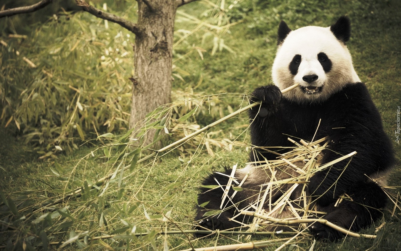 Panda, Las, Bambus