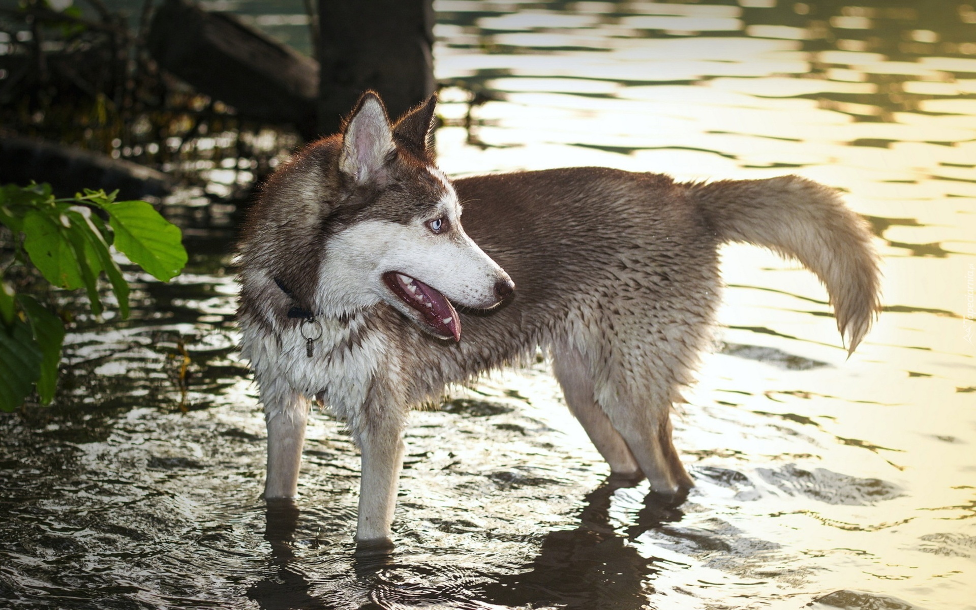 Pies, Siberian Husky, Woda