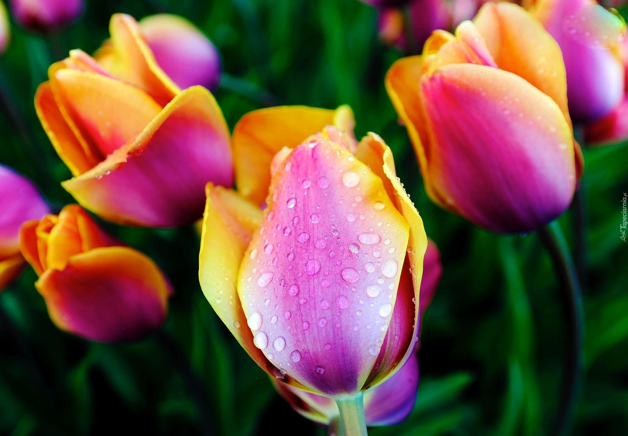 Kolorowe, Tulipany, Krople, Rosy