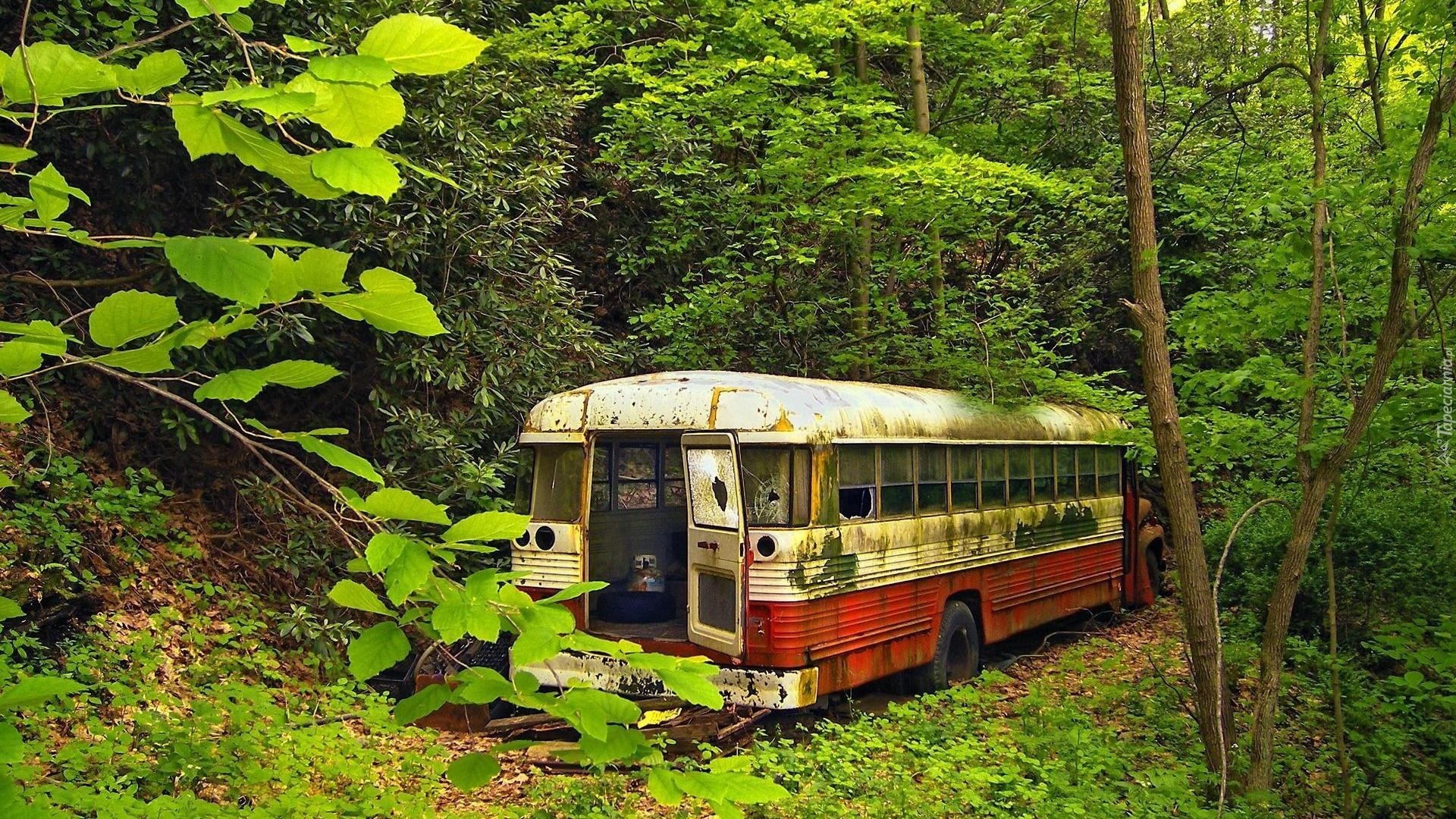 Las, Zardzewiały, Autobus