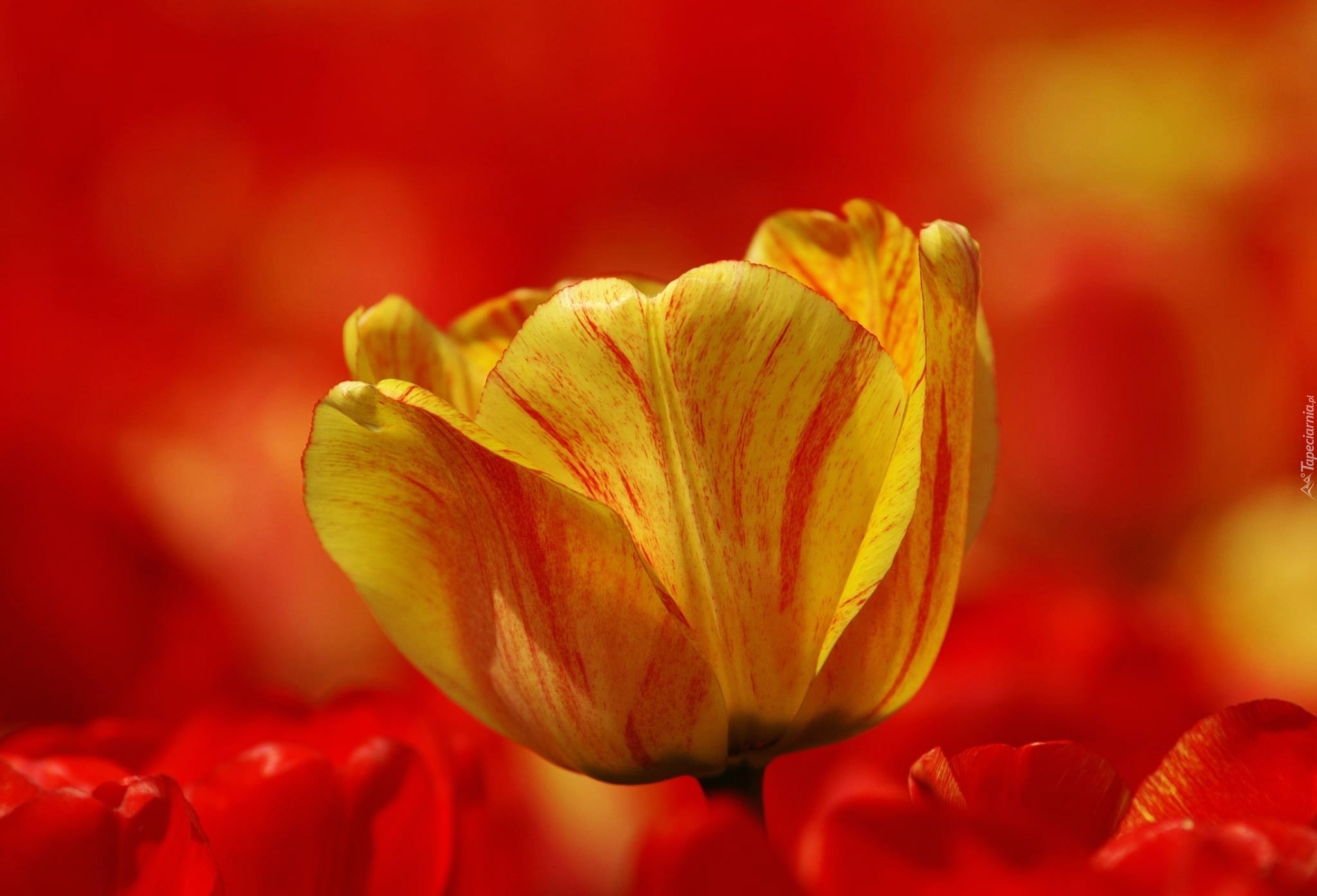 Żółty, Tulipan, Czerwone, Tło
