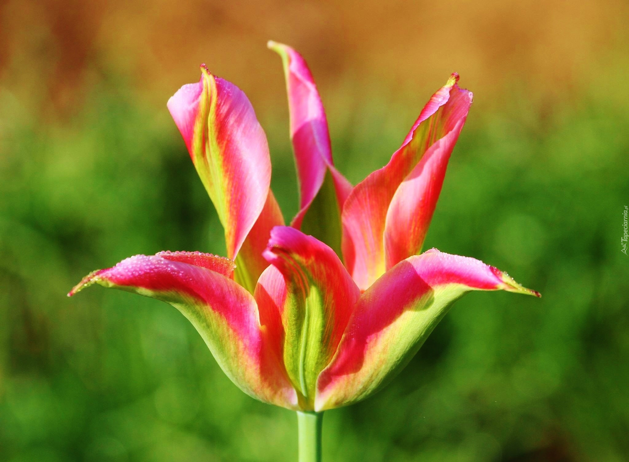 Kolorowy, Tulipan, Płatki