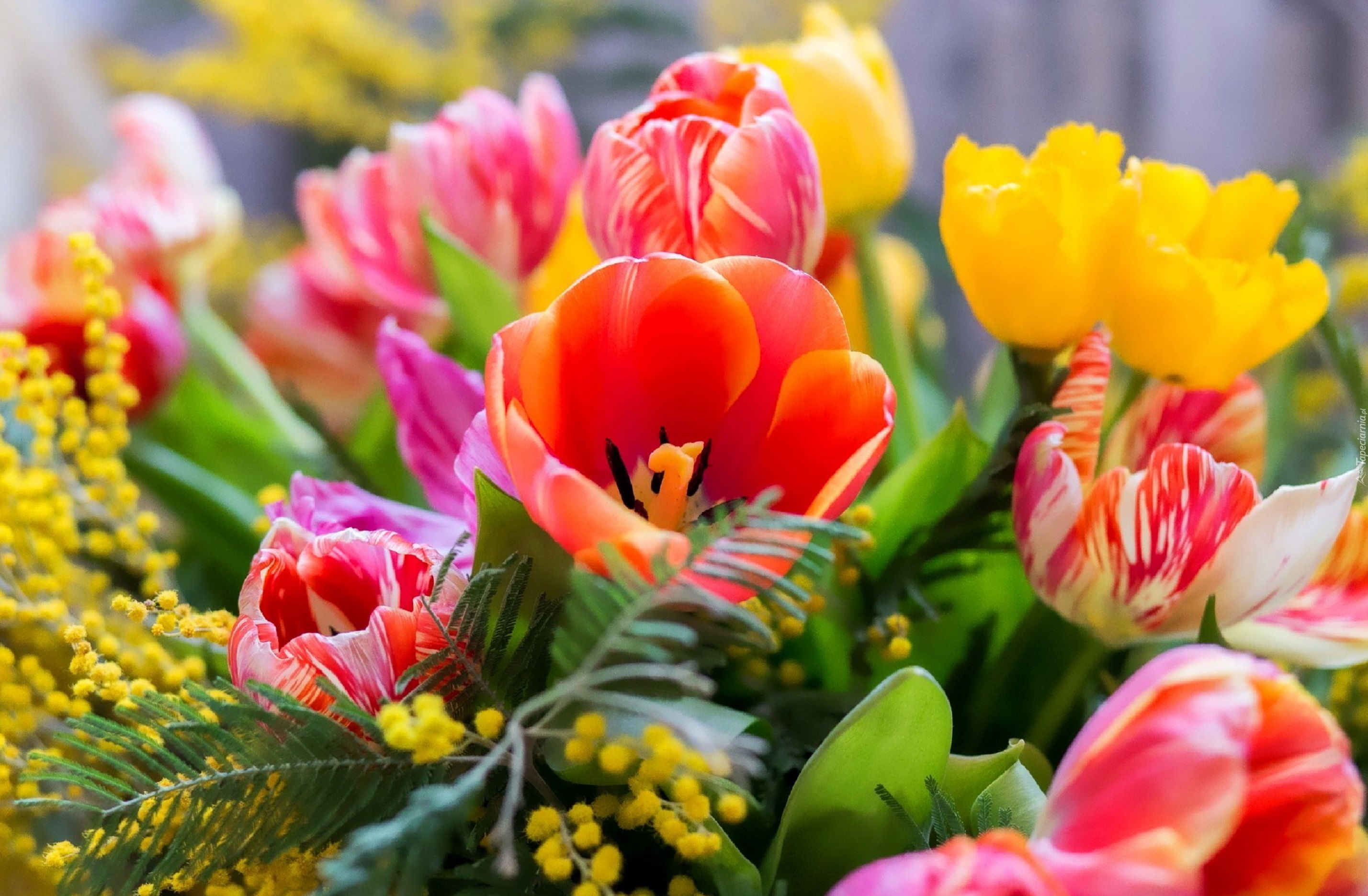 Bukiet, Kwiatów, Tulipany