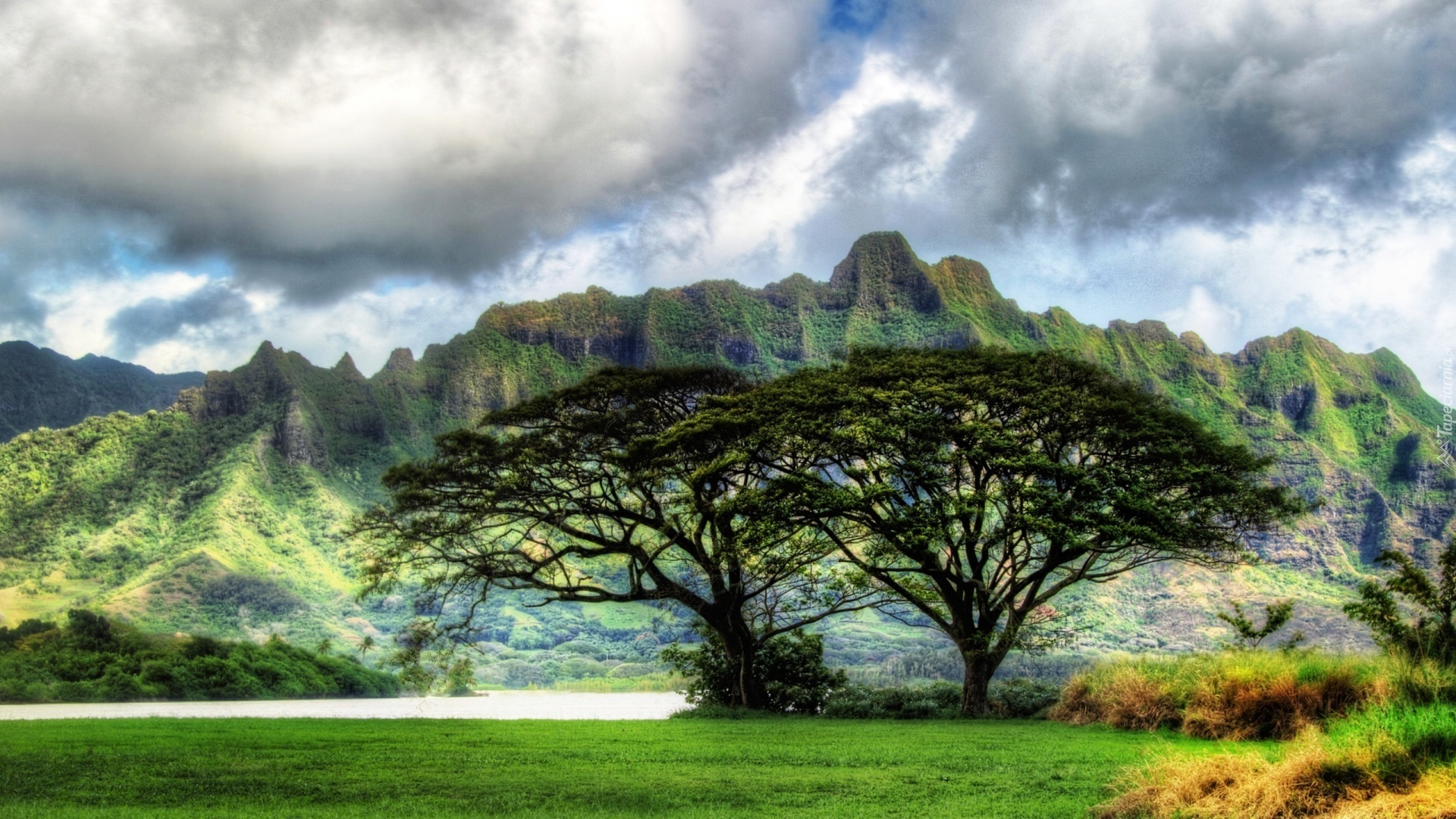 Oahu, Hawaje, Góry, Drzewa