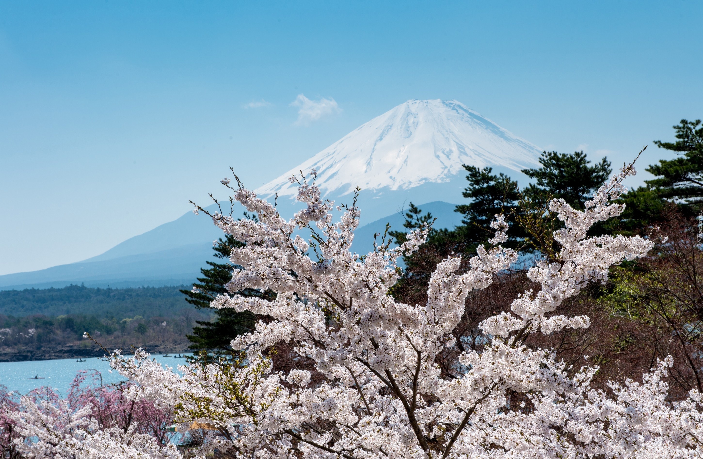 Fudżi, Kwitnące, Drzewa, Japonia, Wiosna