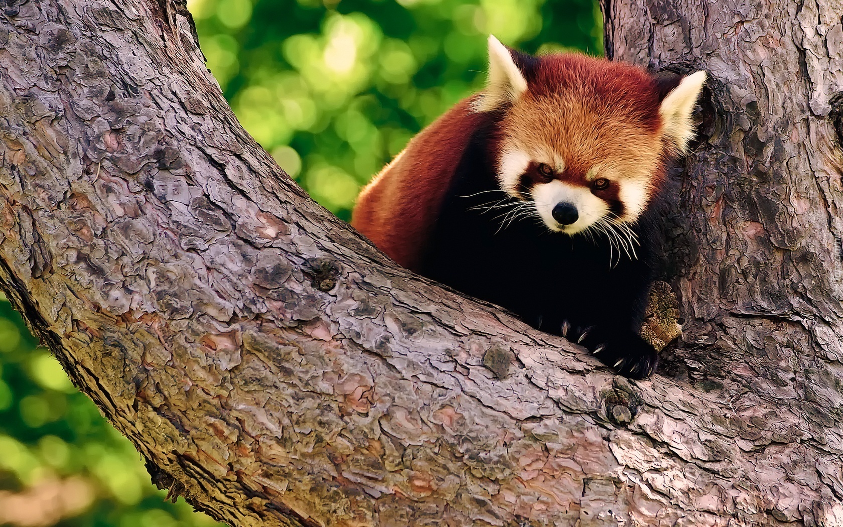 Czerwona, Panda, Drzewo, Pandka ruda