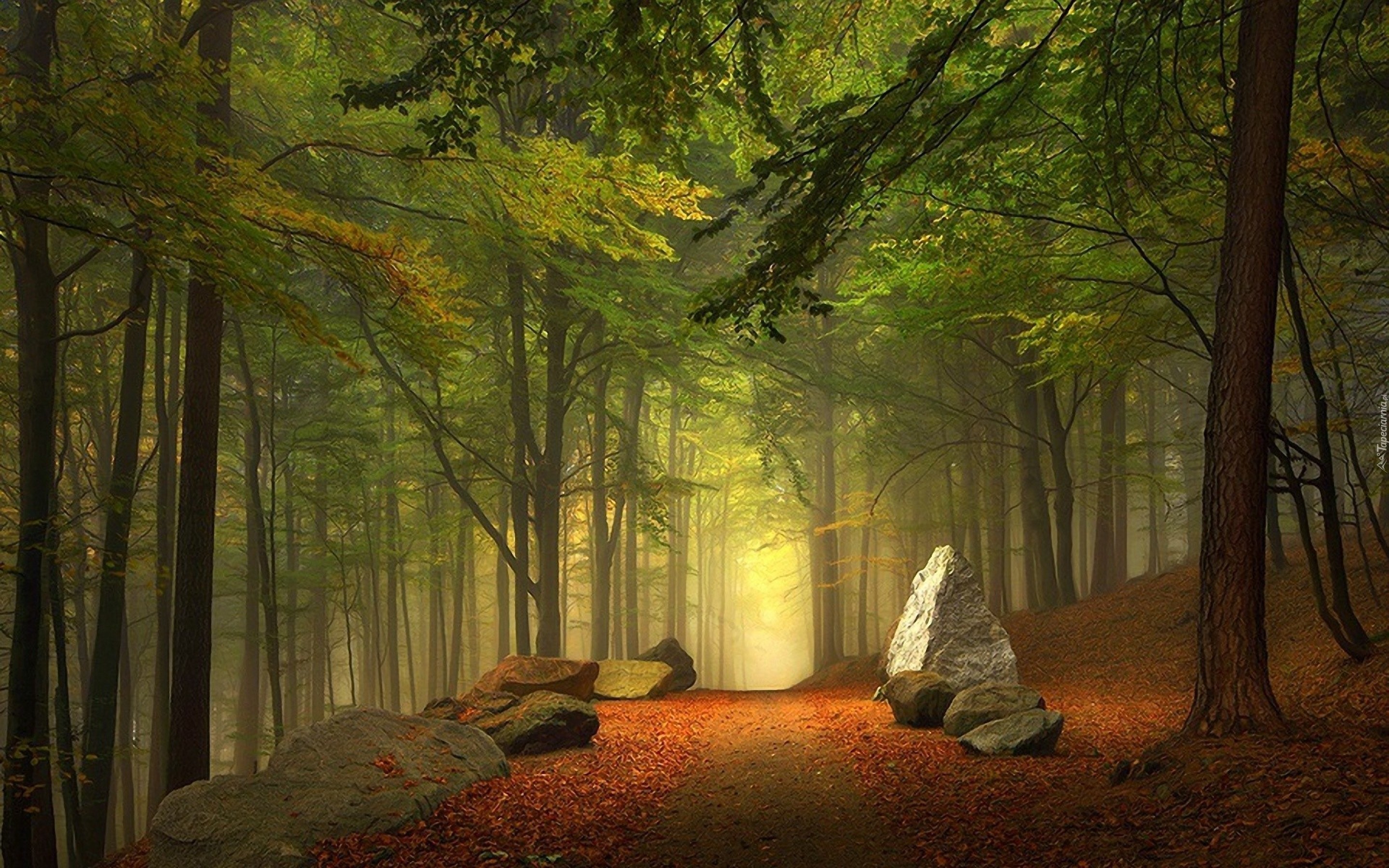 Las, Kamienie, Ścieżka