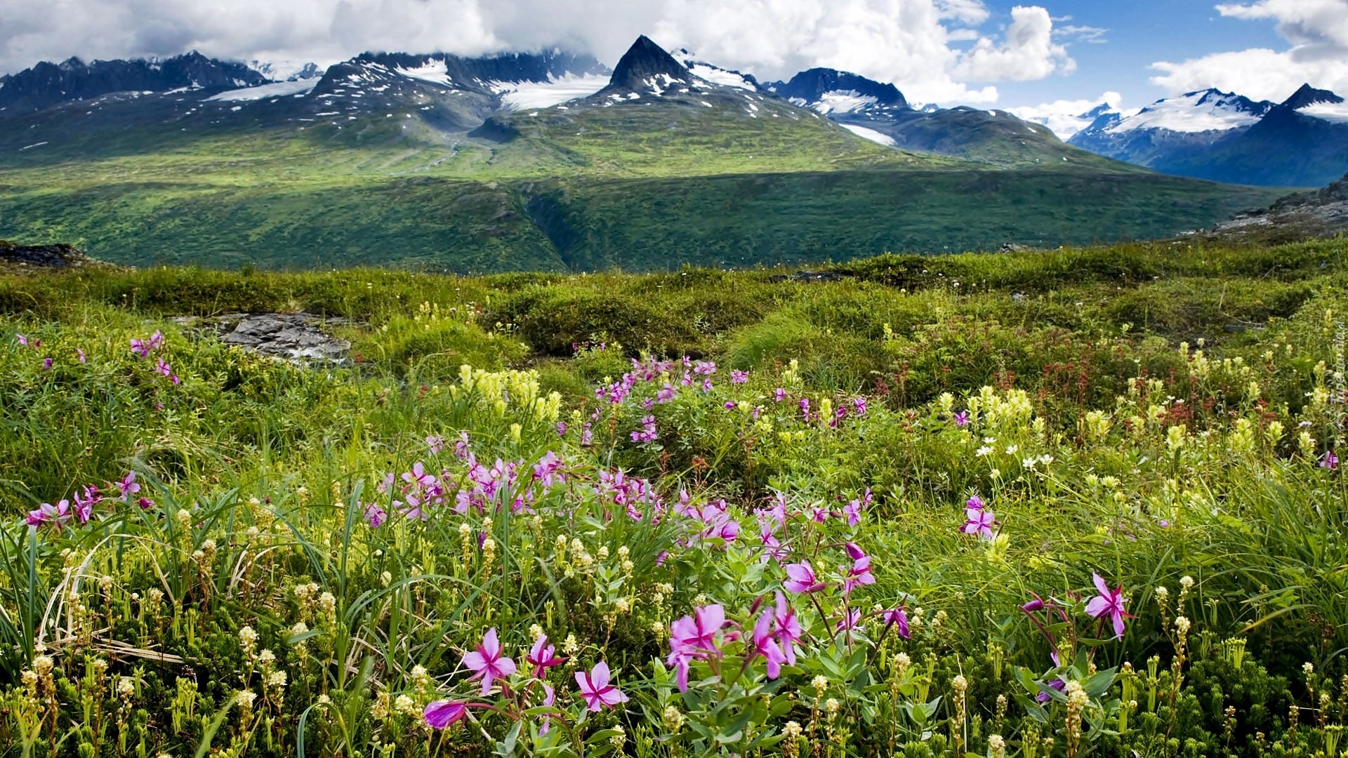 Alaska, Góry, Chmury, Łąka, Kwiaty