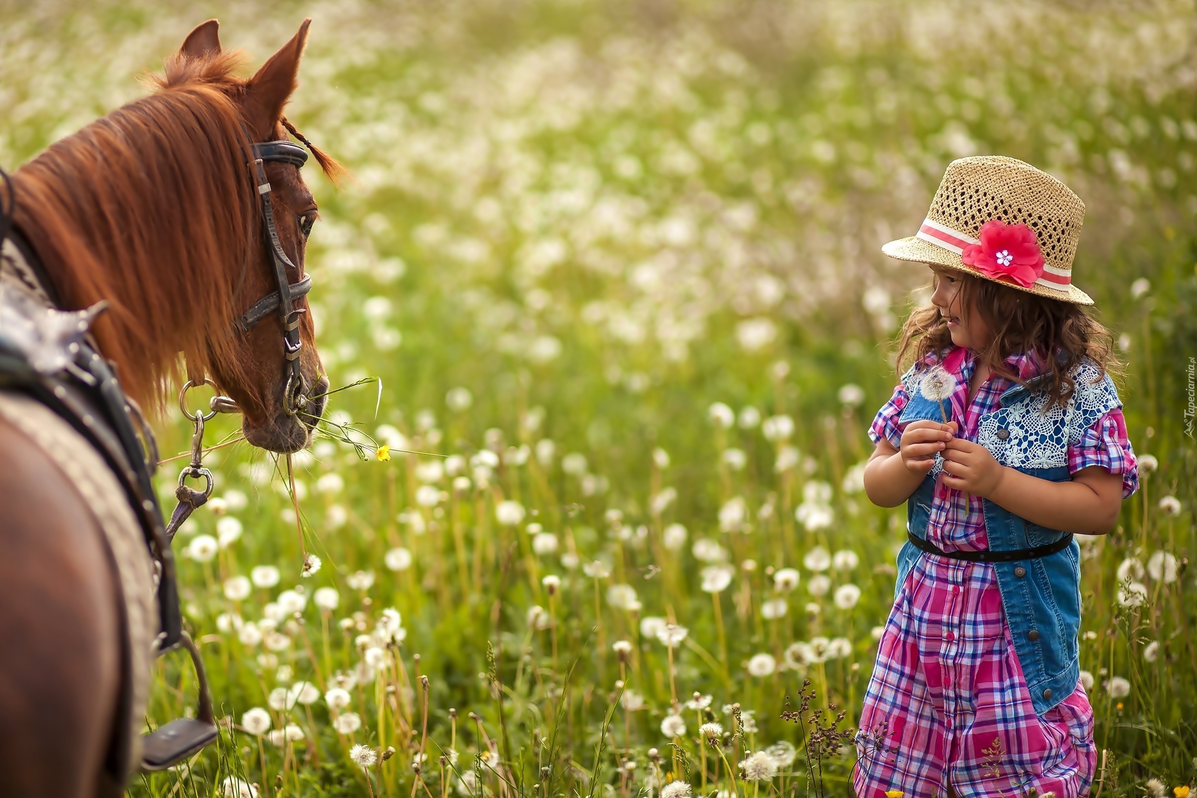 Dziewczynka, Koń, Łąka, Kwiaty