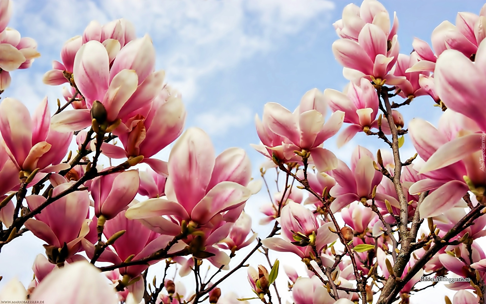 Wiosna, Różowa, Magnolia, Niebo, Obłoki