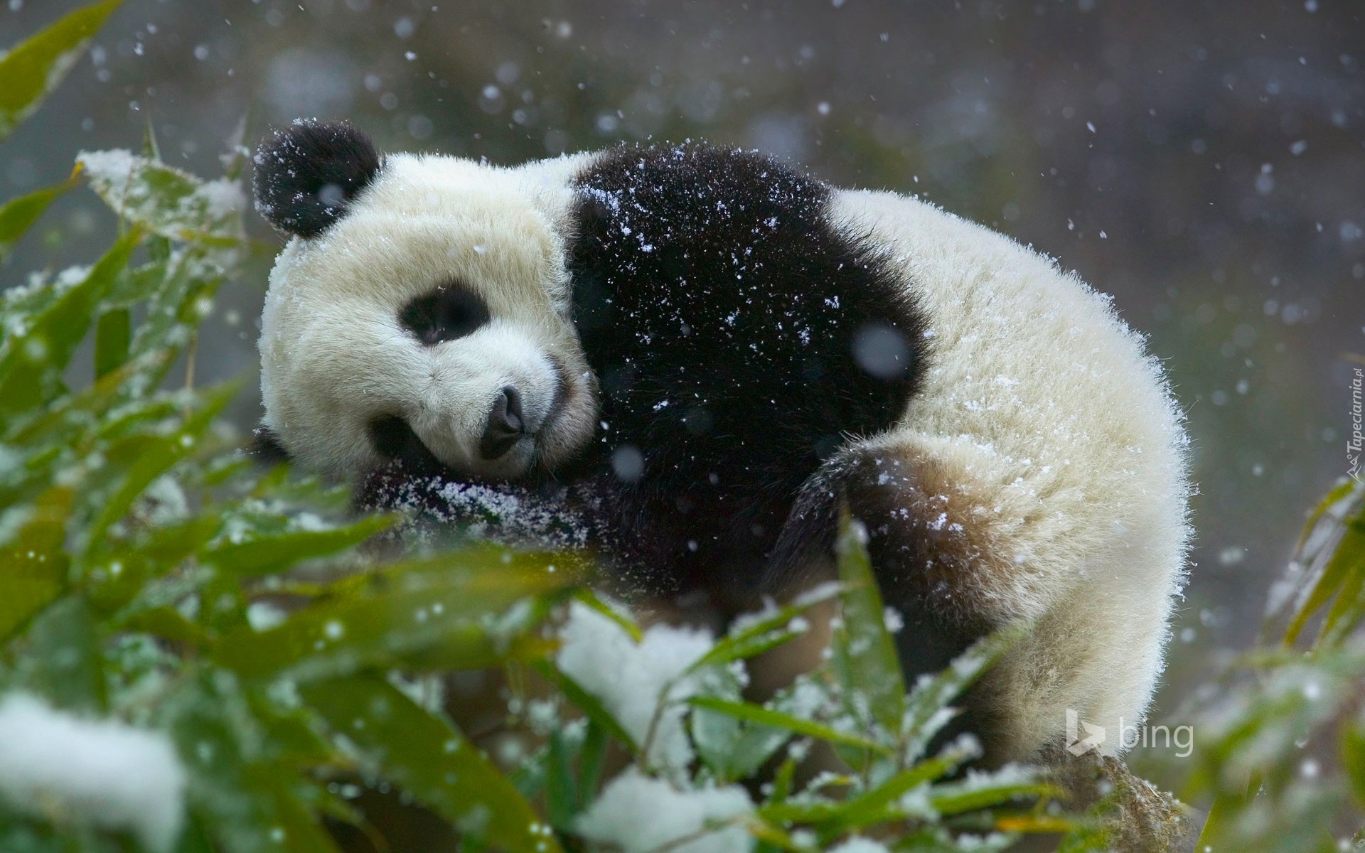 Miś, Panda, Drzewo, Śnieg, Zima