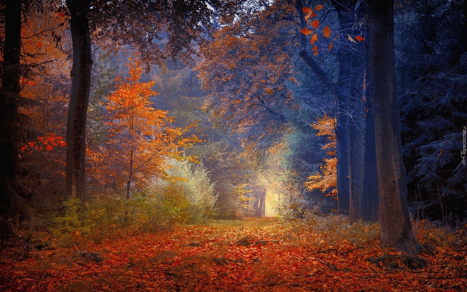 las, Droga, Liście, Kolorowe, Drzewa, Jesień