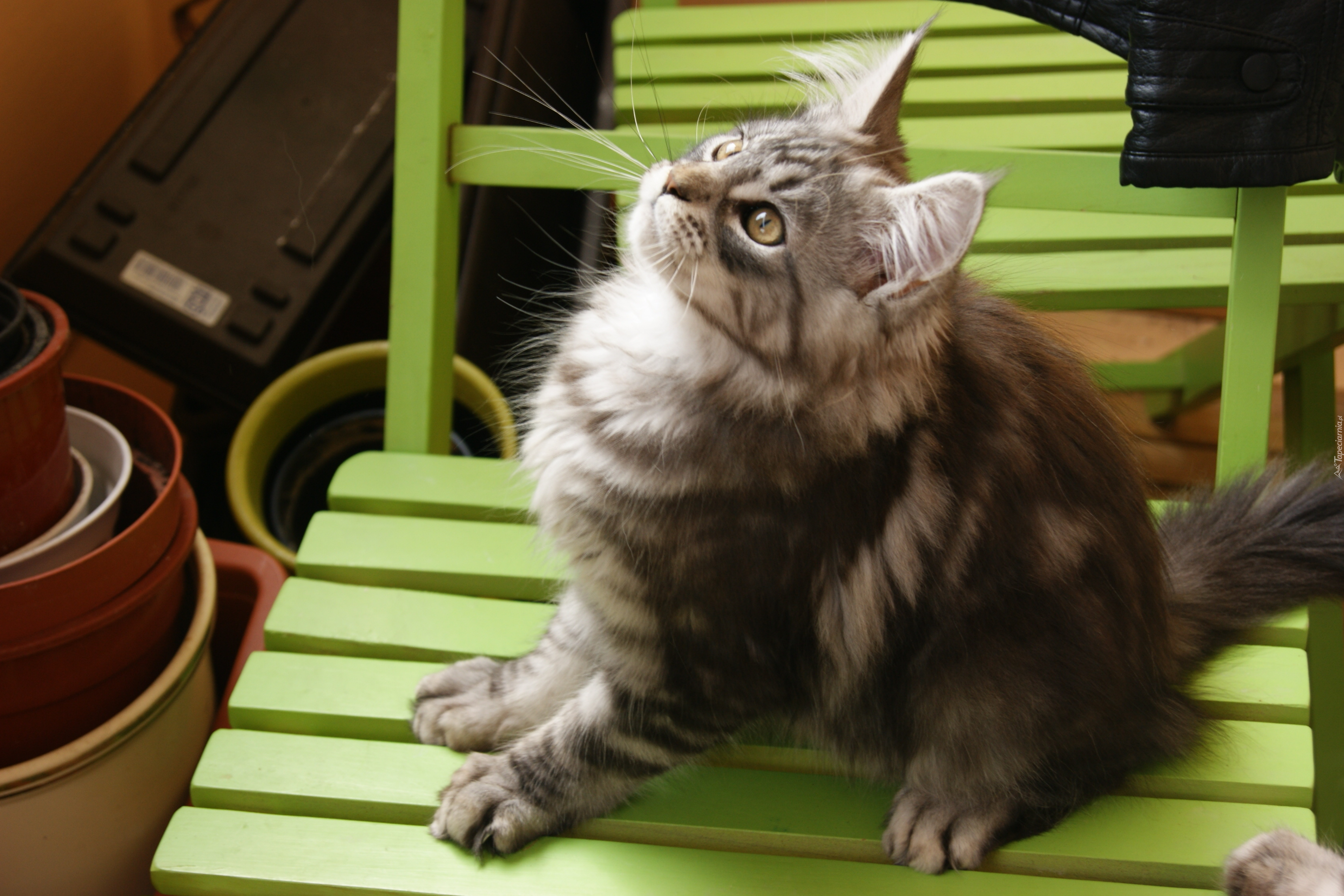 Kotek, Maine Coon, Krzesło