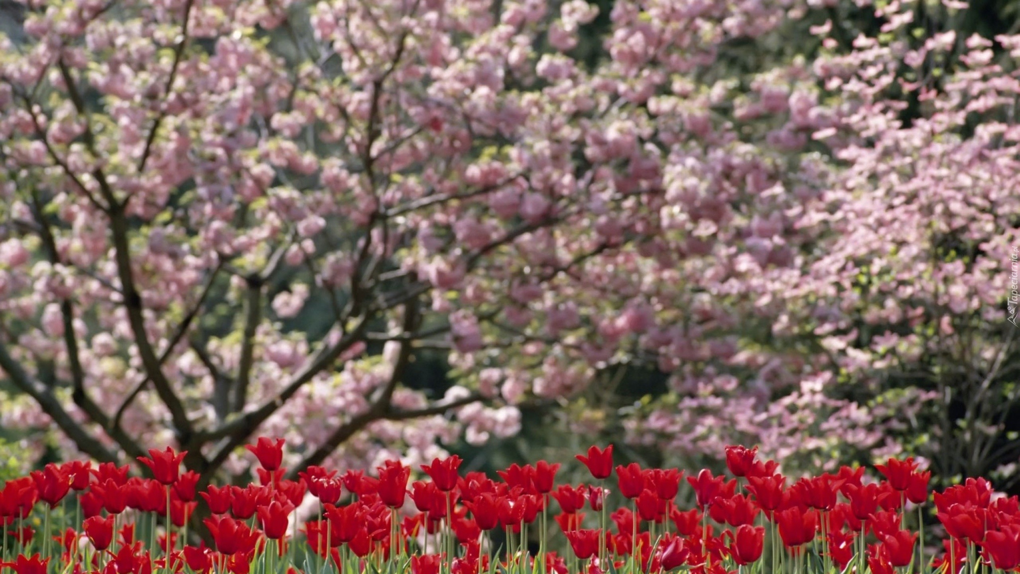 Ogród, Kwitnące, Drzewa, Czerwone, Tulipany