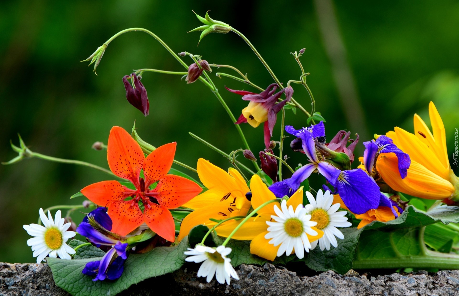 Bukiet, Kwiatów, Liść, Murek