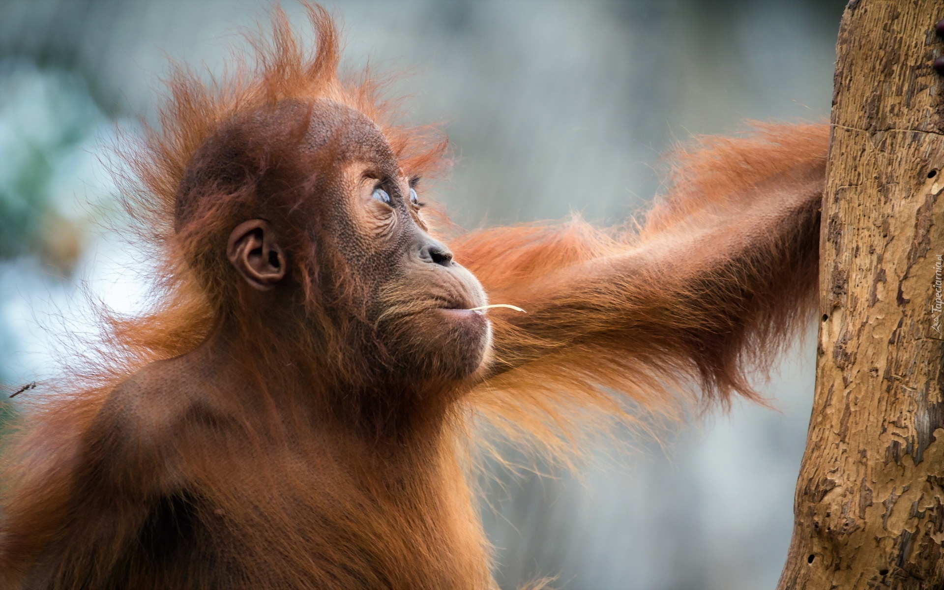 Młody, Orangutan
