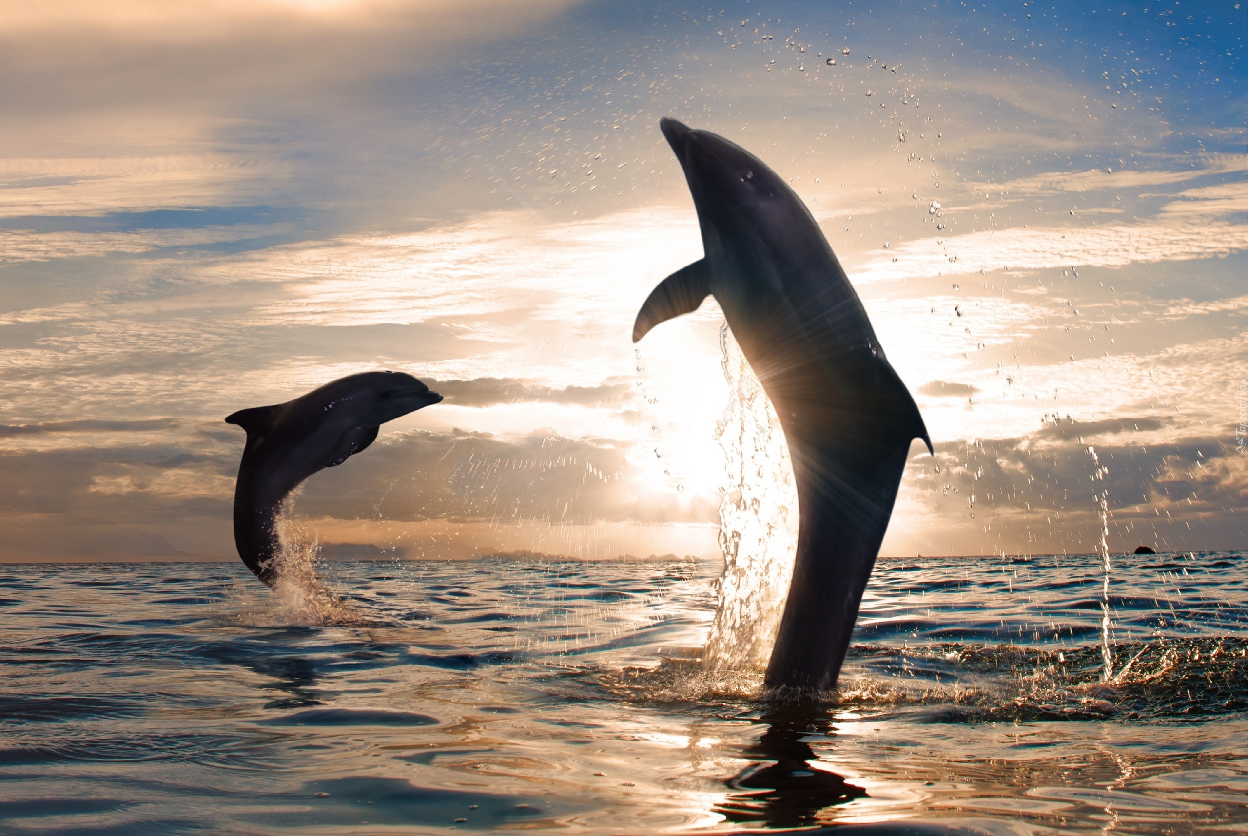 Delfinki, Morze, Zachód, Słońca