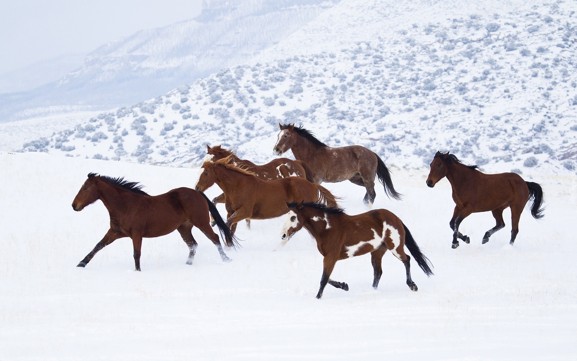Konie, Śnieg, Zima