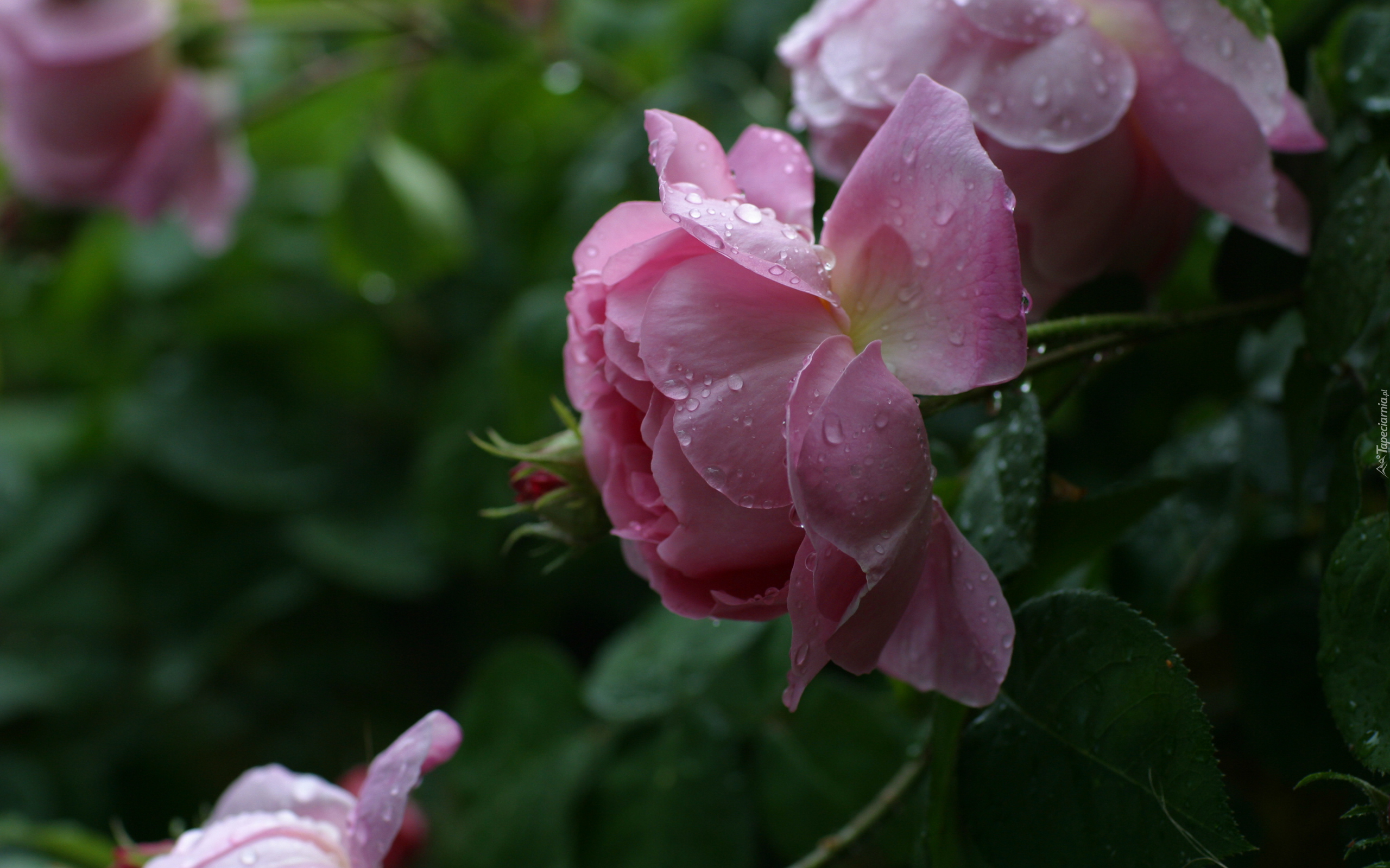 Różowe, Róże, Rosa, Krople