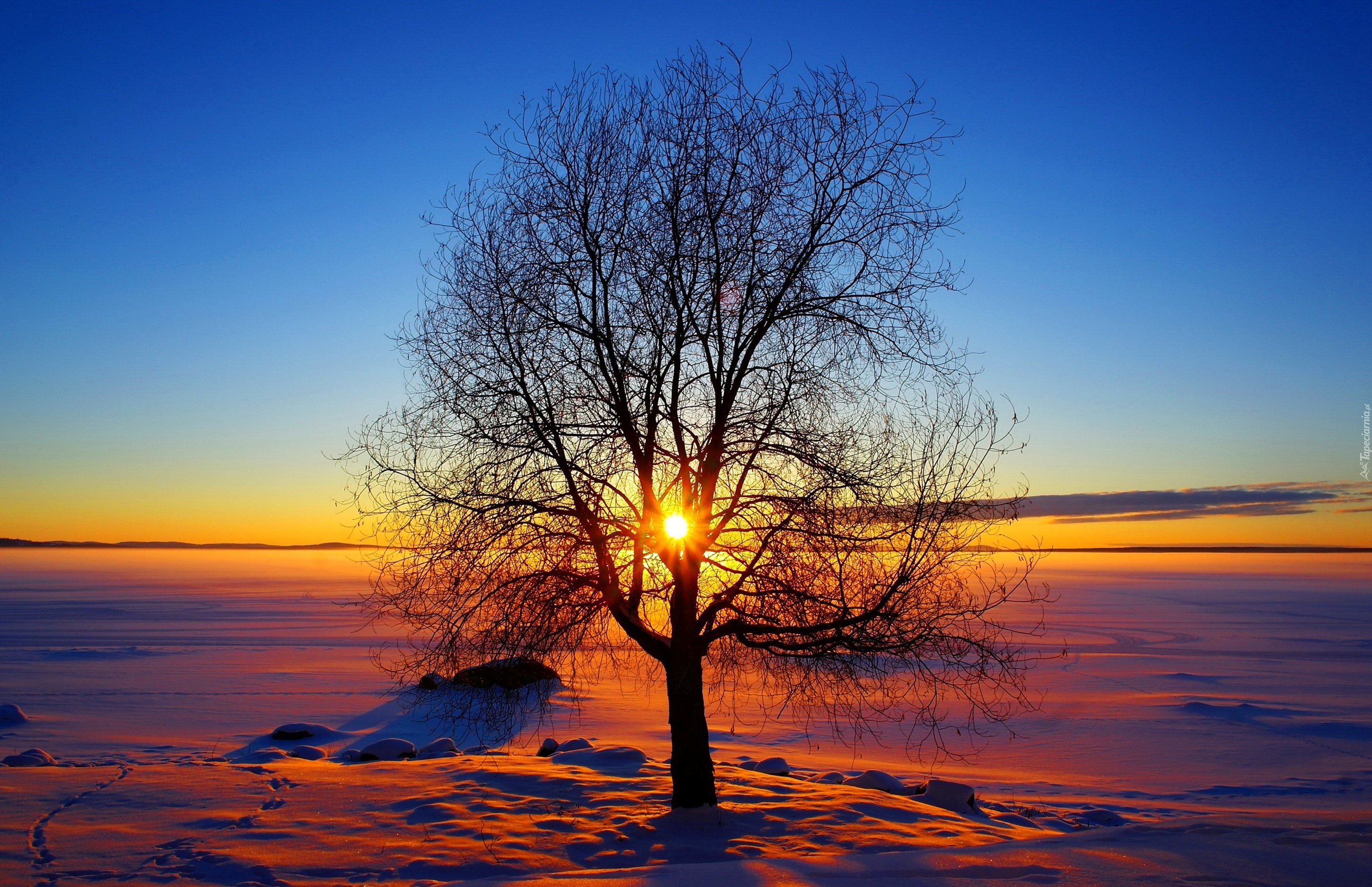 Drzewo, Promienie, Słońca Horyzont, Zima