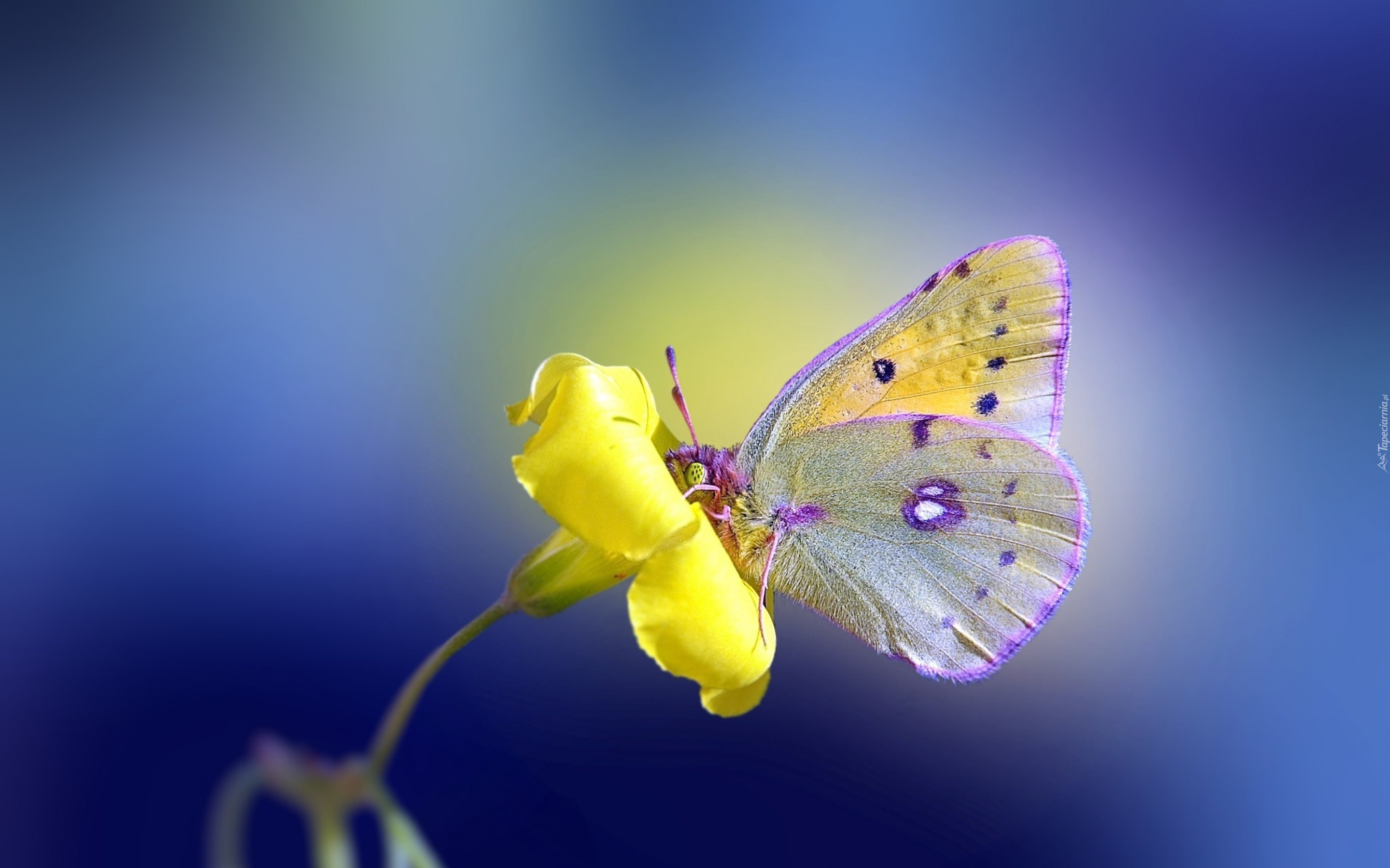 Motyl, Motylek, Żółty, Kwiatek