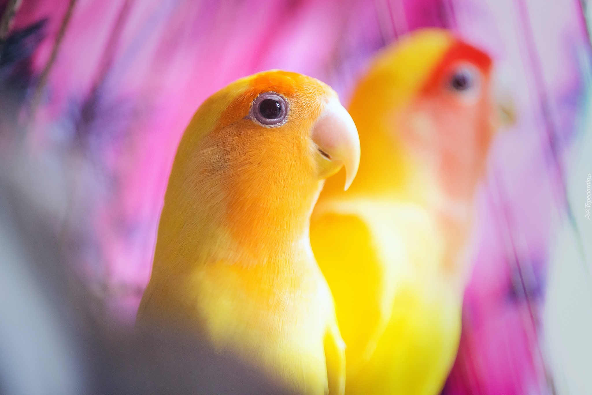 Żółta, Papuga