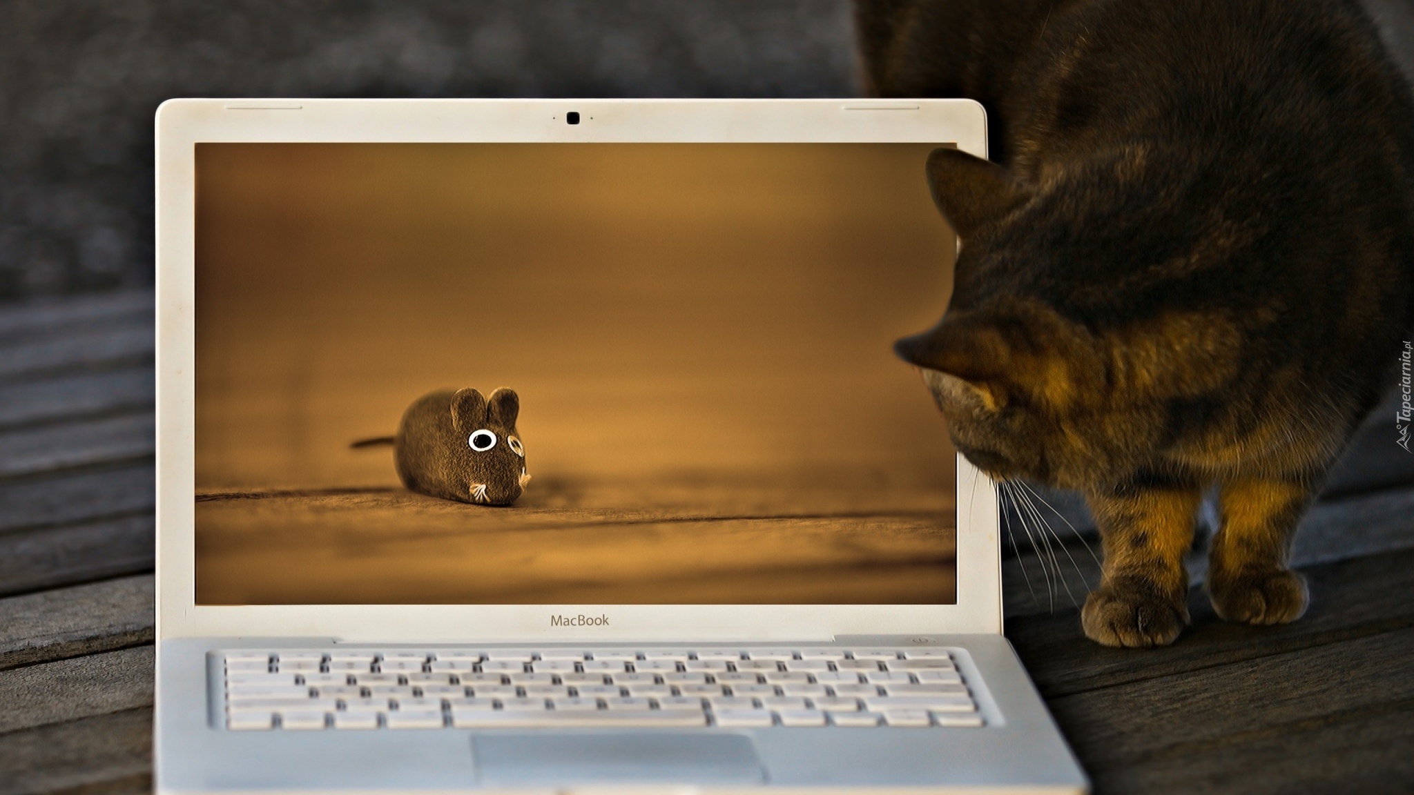 Laptop, Kot, Mysz