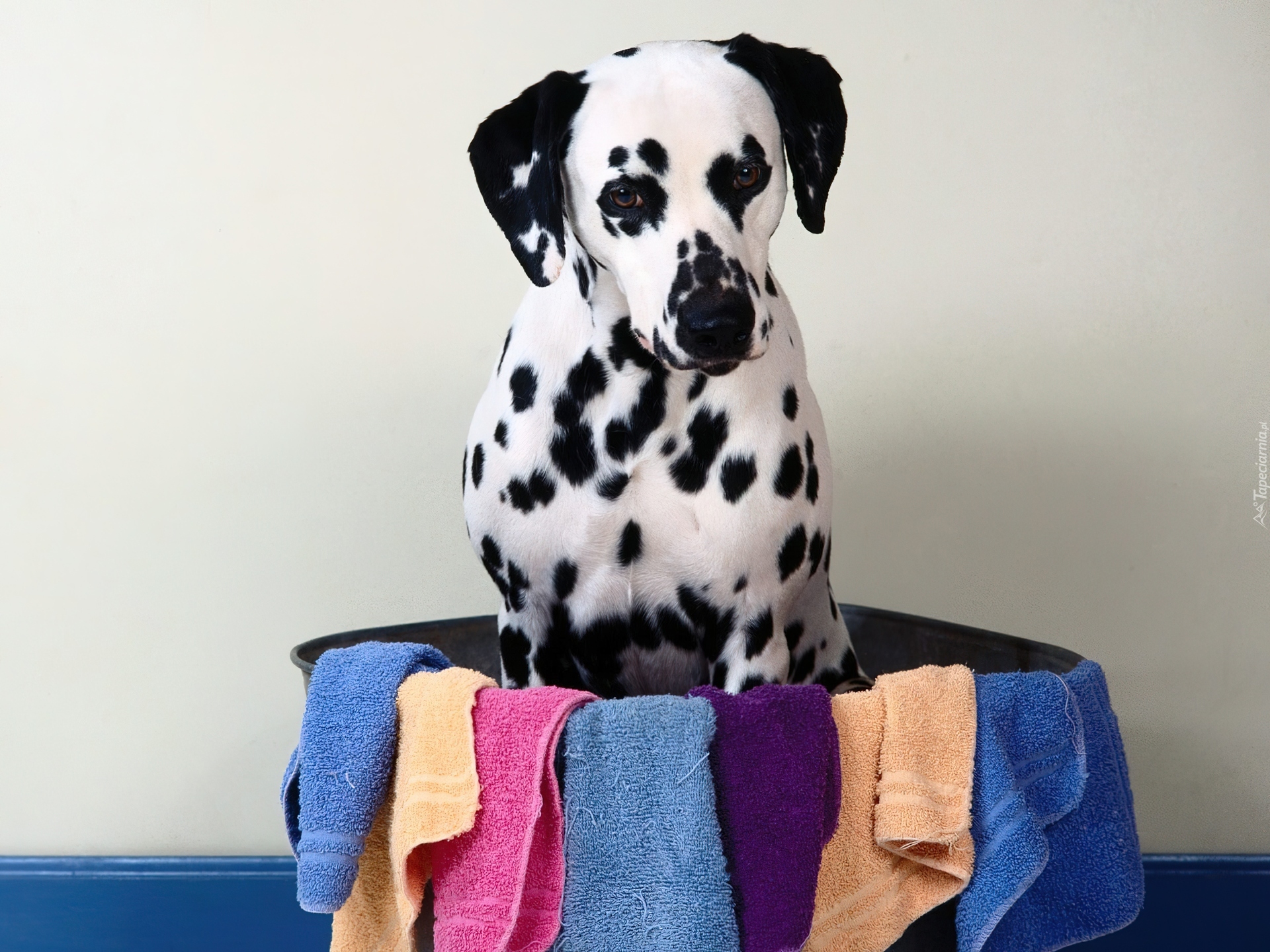 Pies, Dalmatyńczyk, Ręczniki, Miska