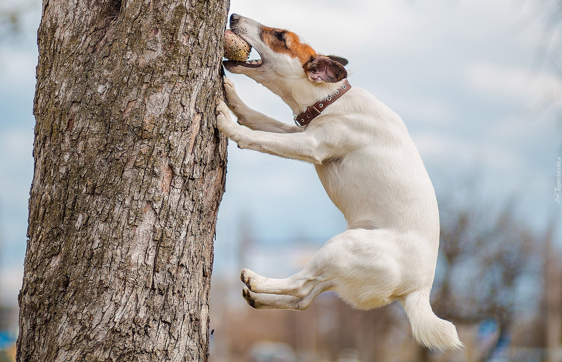 Pies, Jack Russell Terrier, Drzewo, Skok