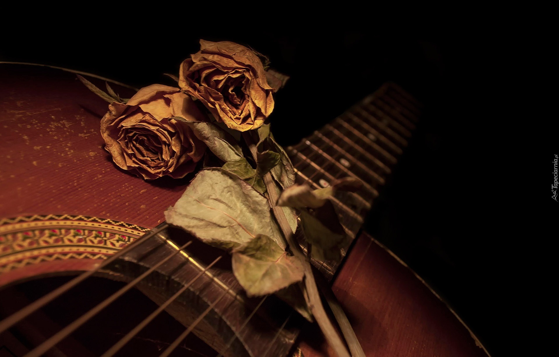 Suche, Róże, Gitara