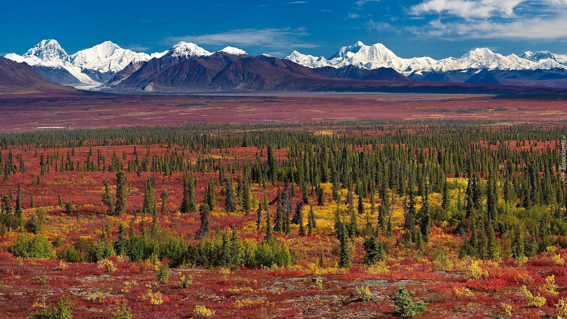 Góry, Równina, Świerki, Alaska