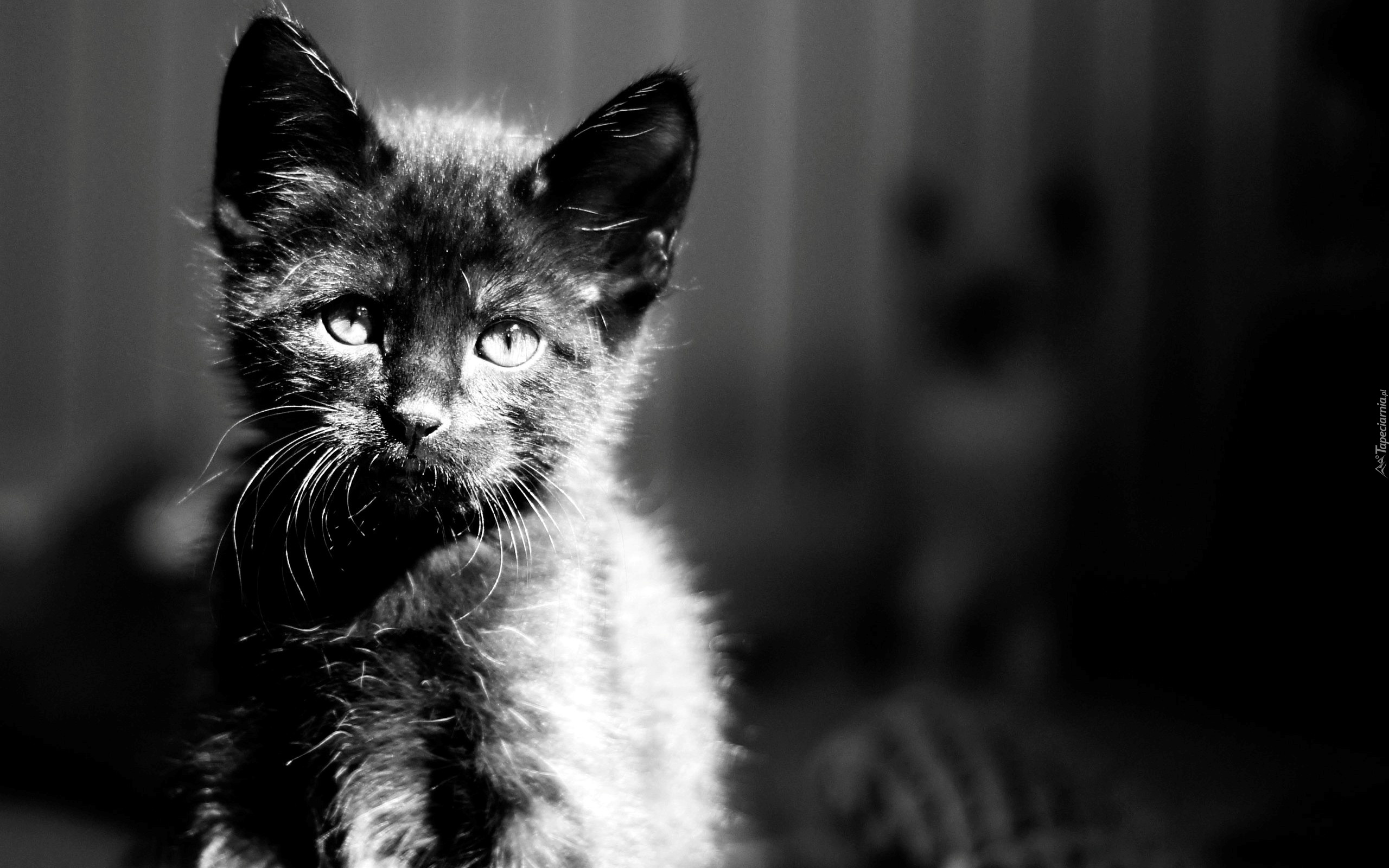 Kot, Kotek, Zdjęcie, Czarno-Białe