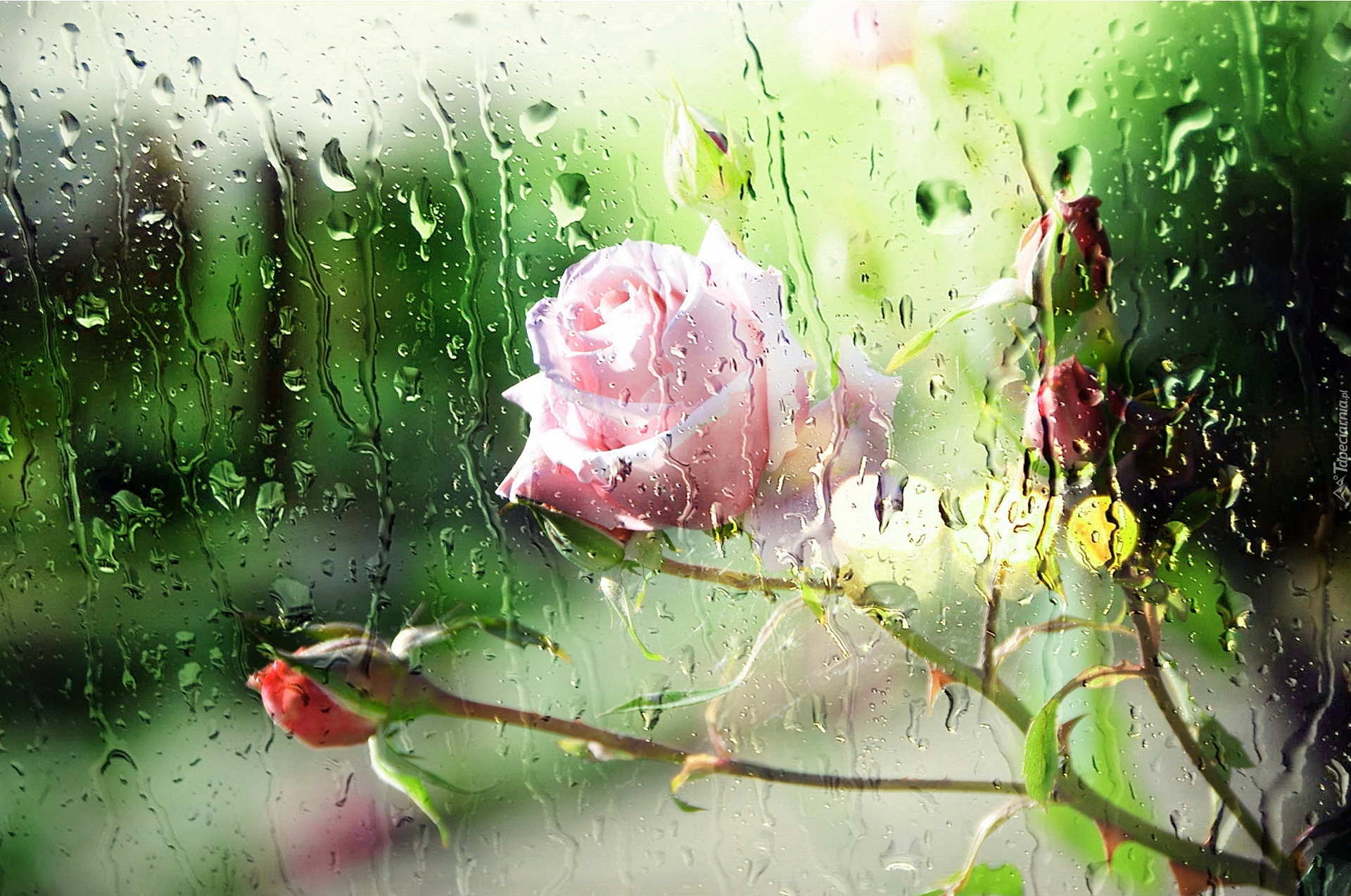 Różowa, Róża, Szyba, Deszcz