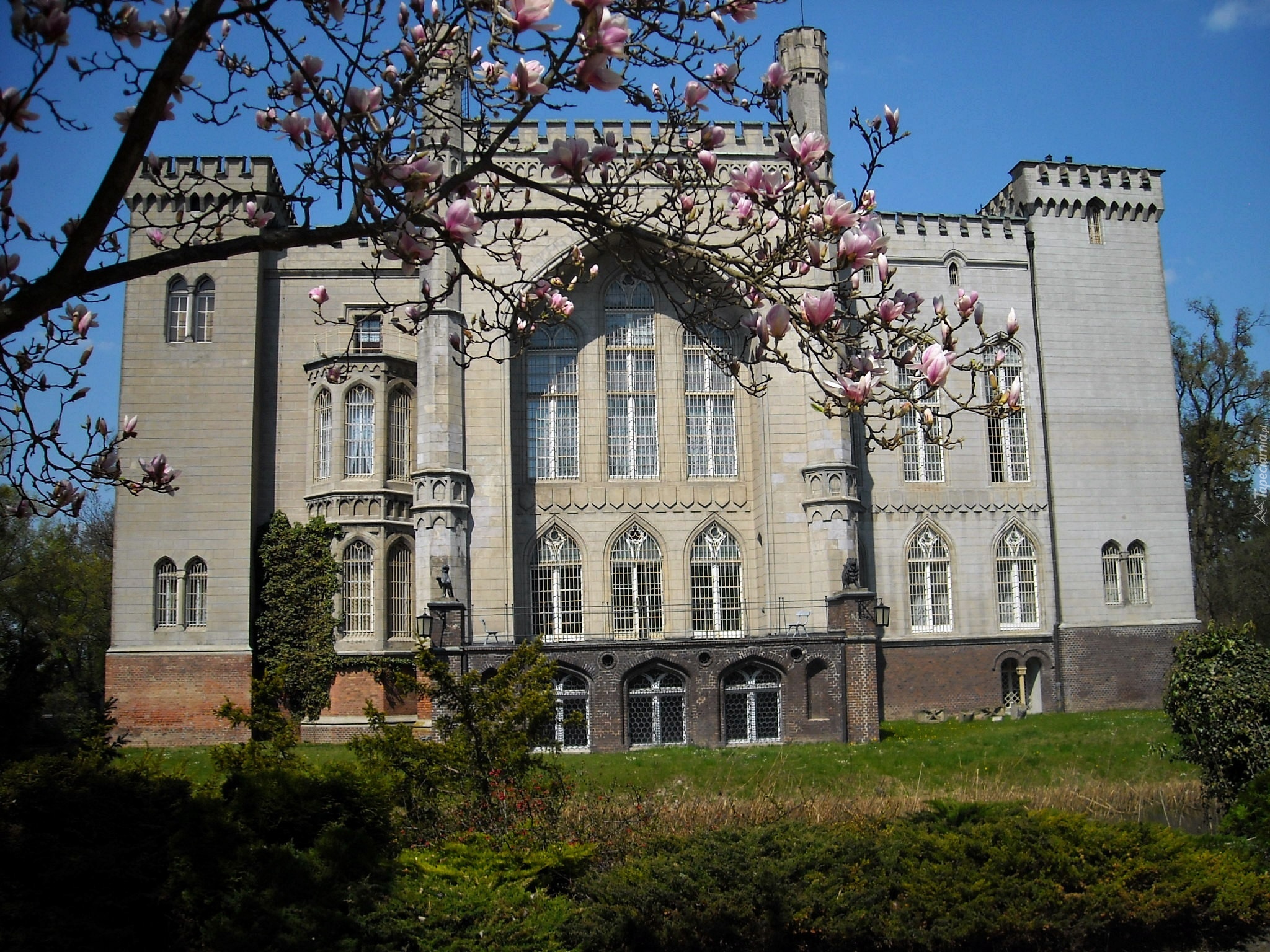 Zamek w Kórniku, Kórnik, Wielkopolskie, Polska, Wiosna, Kwitnąca, Magnolia
