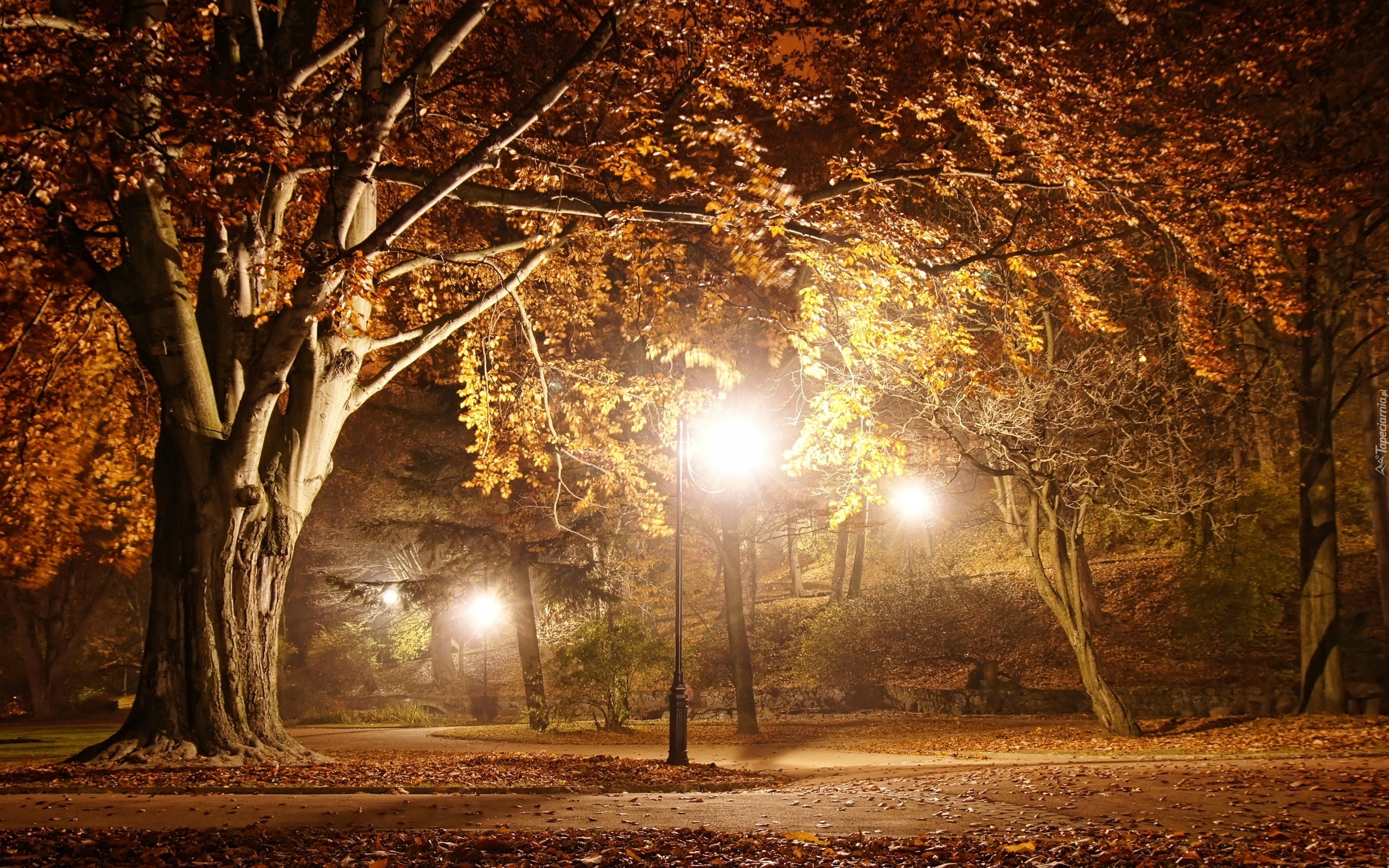 Park, Drzewa, Jesien