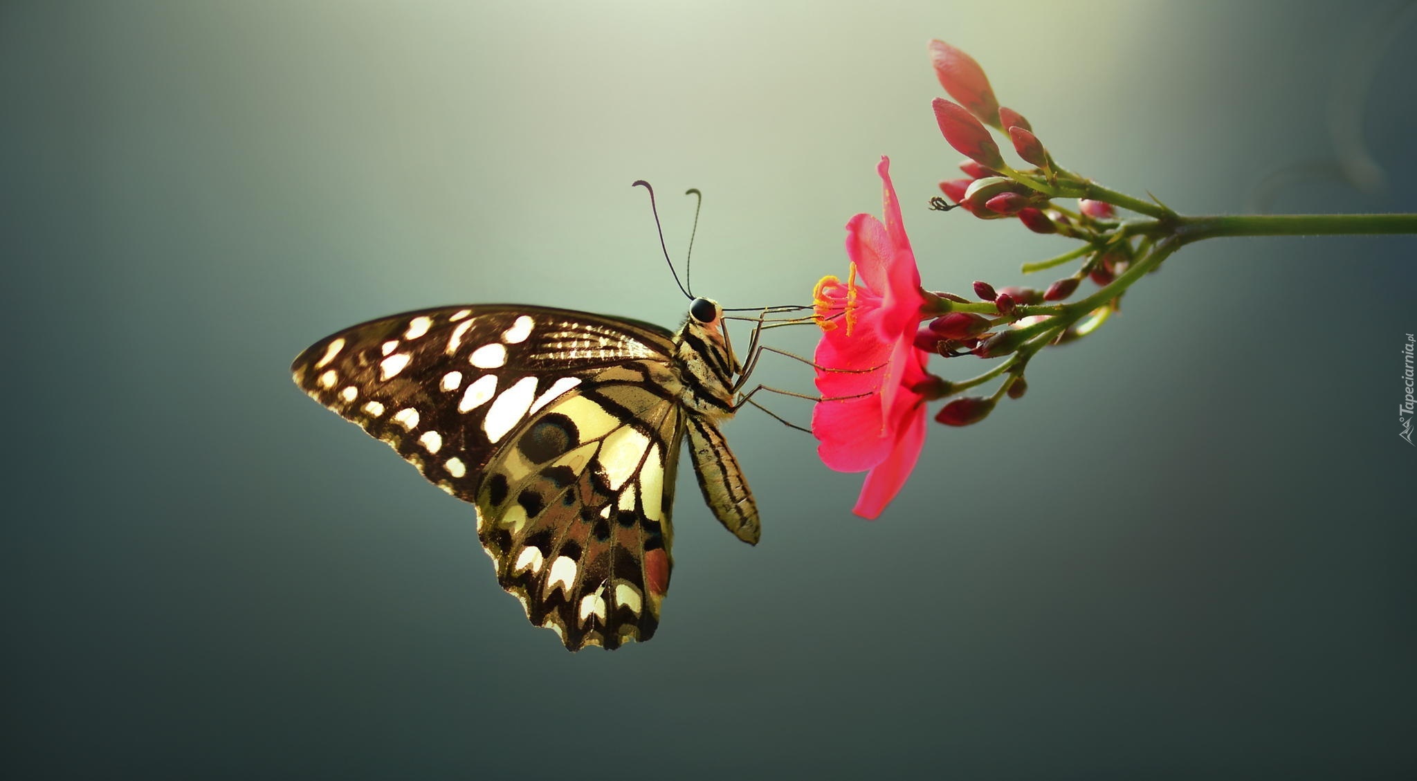 Owady, Motyl, Kwiat