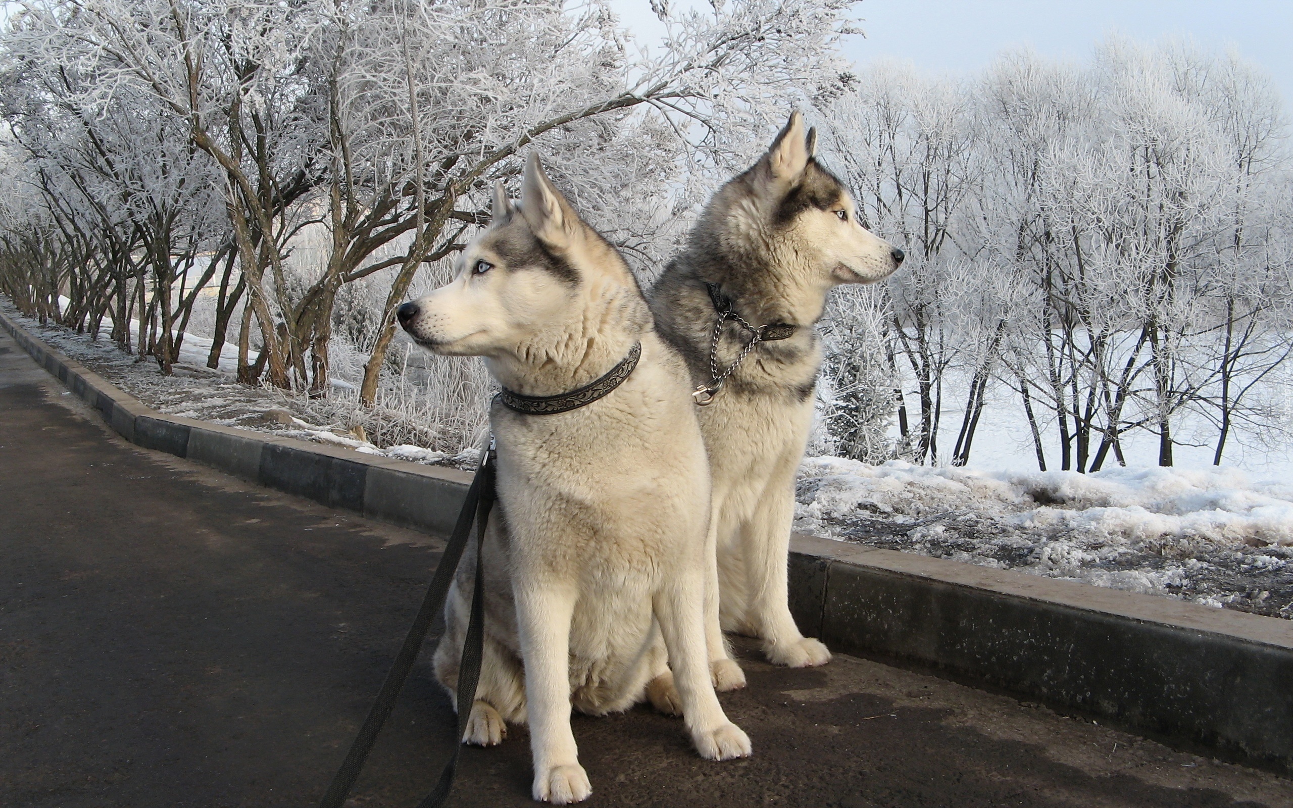 Psy, Śnieg, Zima, Siberian Husky