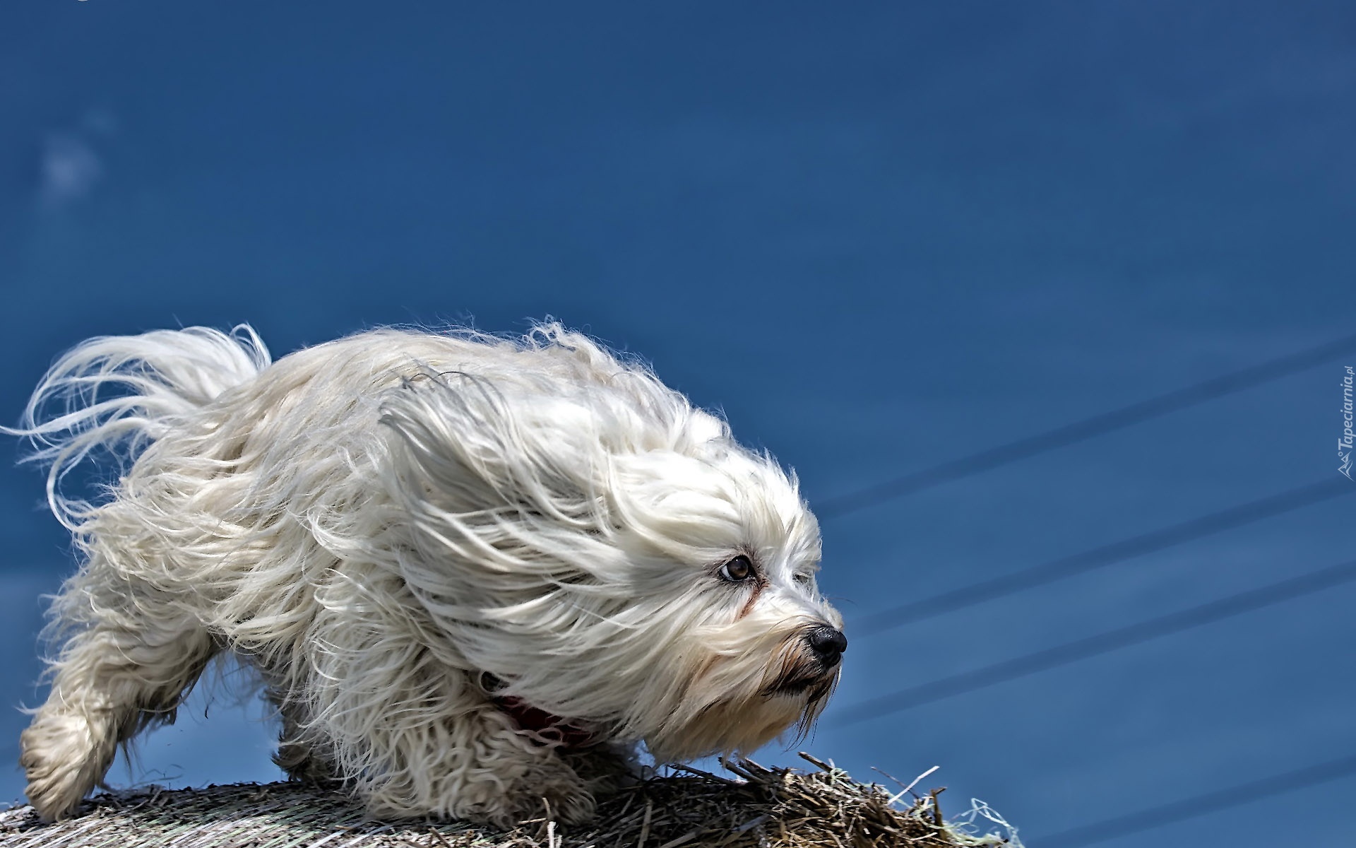 Pies, Hawańczyk, Wiatr