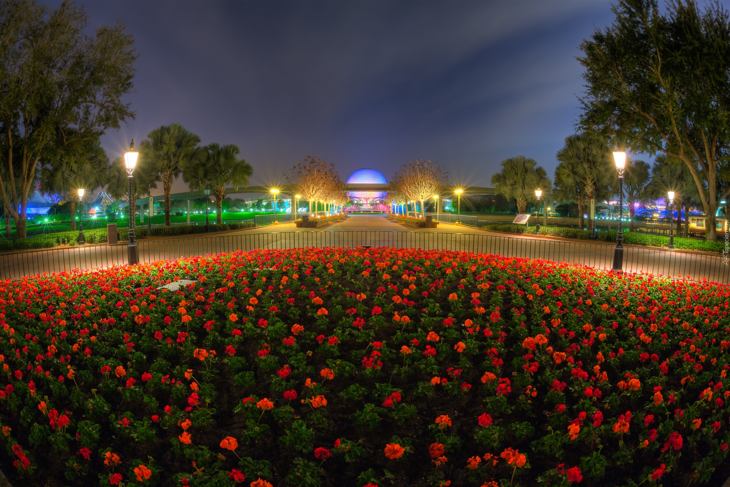Disneyland, Noc, Oświetlenie, Czerwone, Kwiaty, Klomb