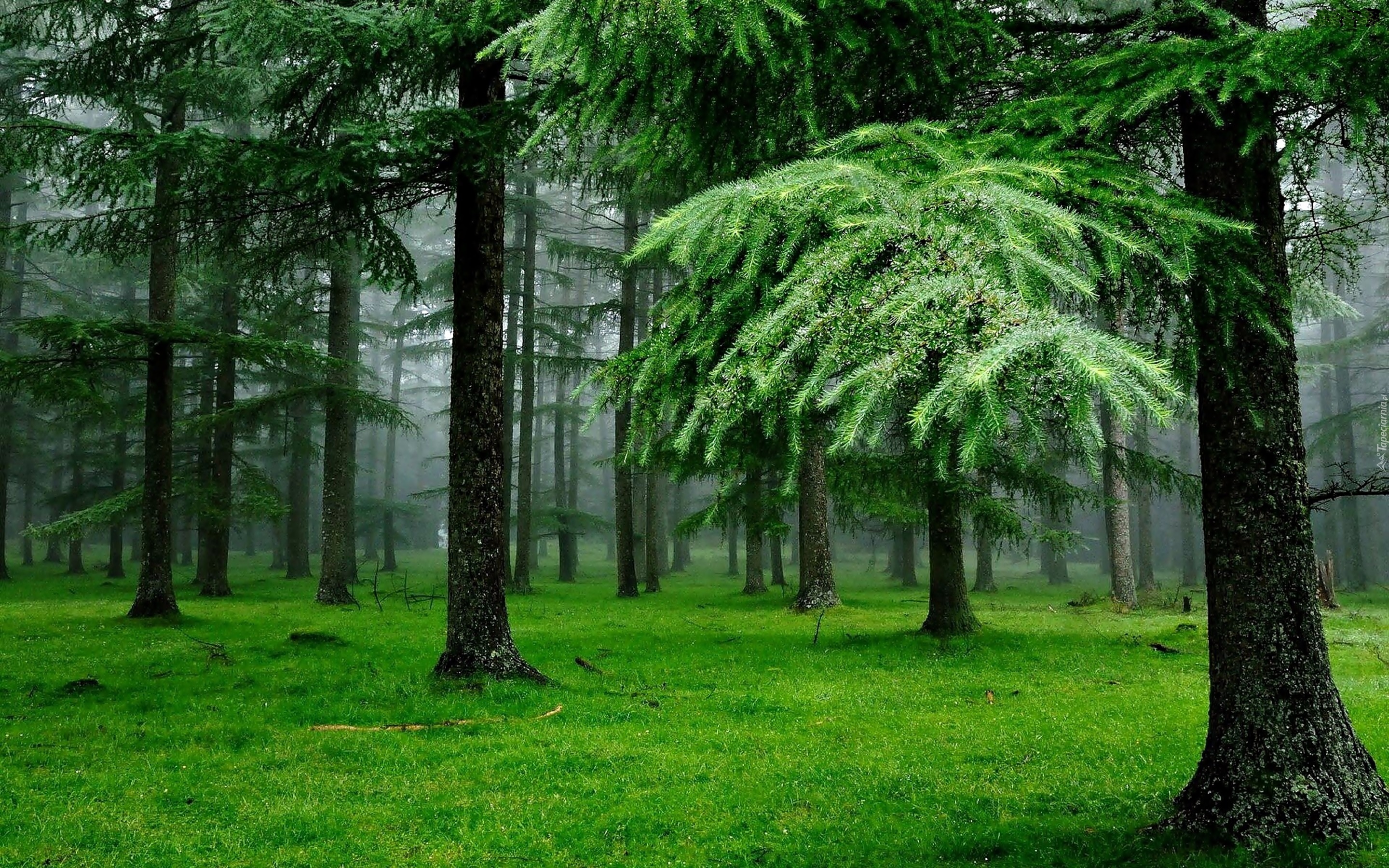 Las, Modrzewie, Mgła