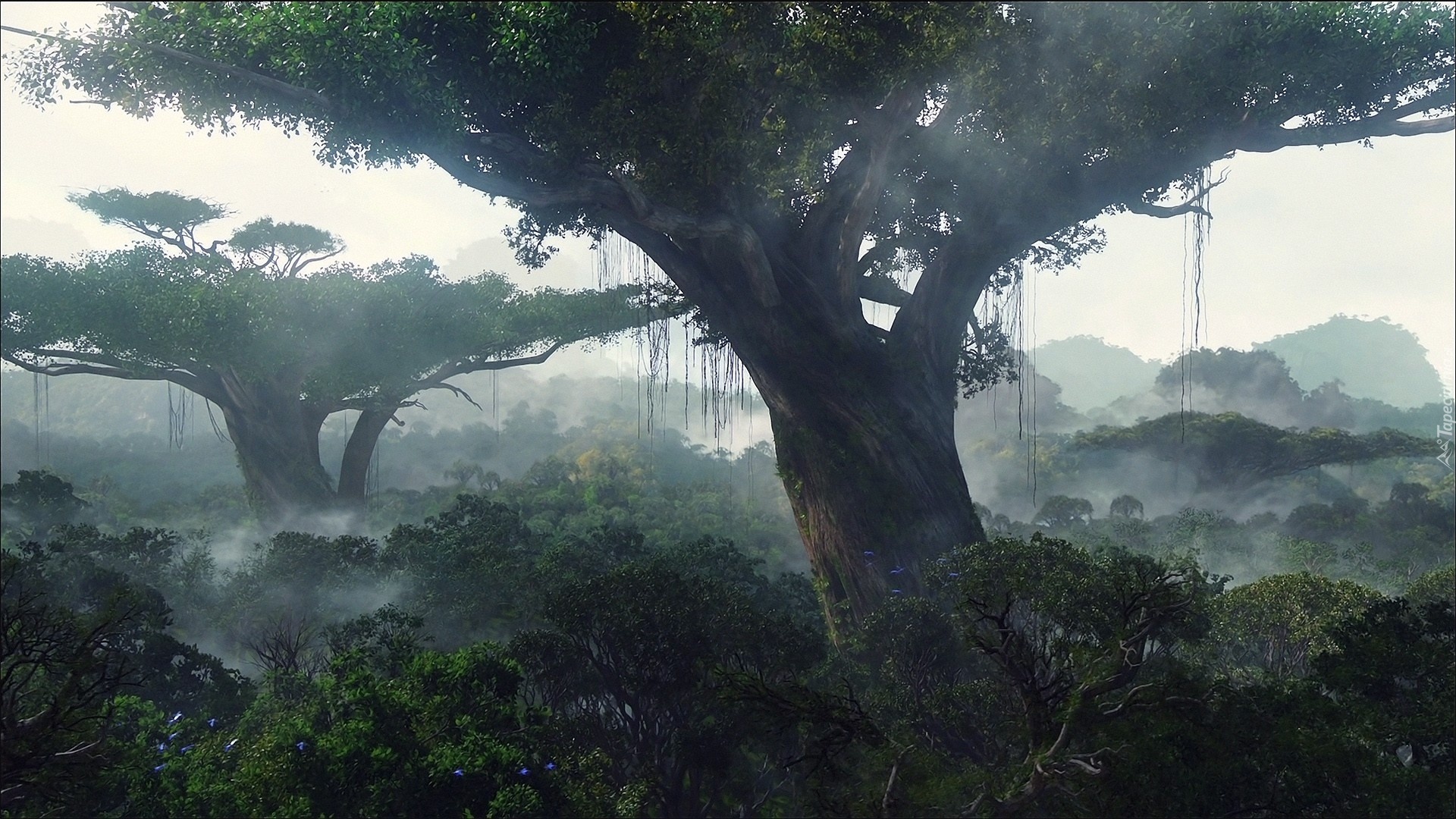 Dżungla, Mgła