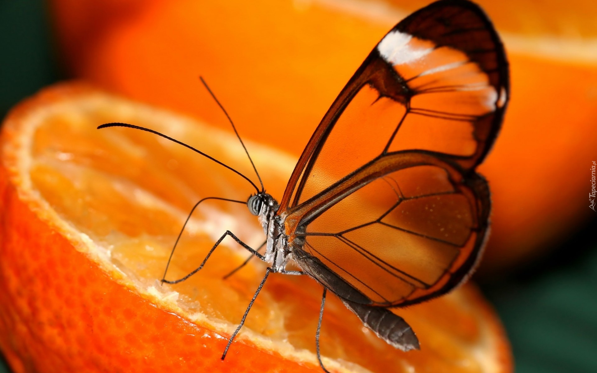 Pomarańcza, Motyl