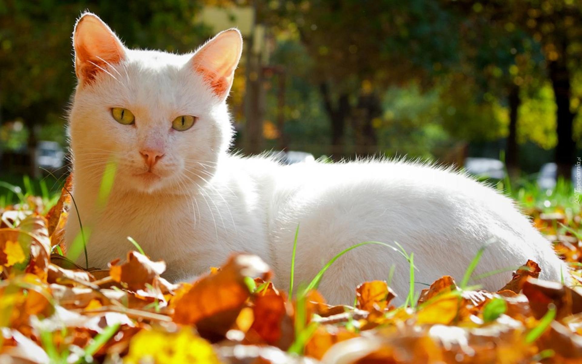 Biały, Kotek, Jesień