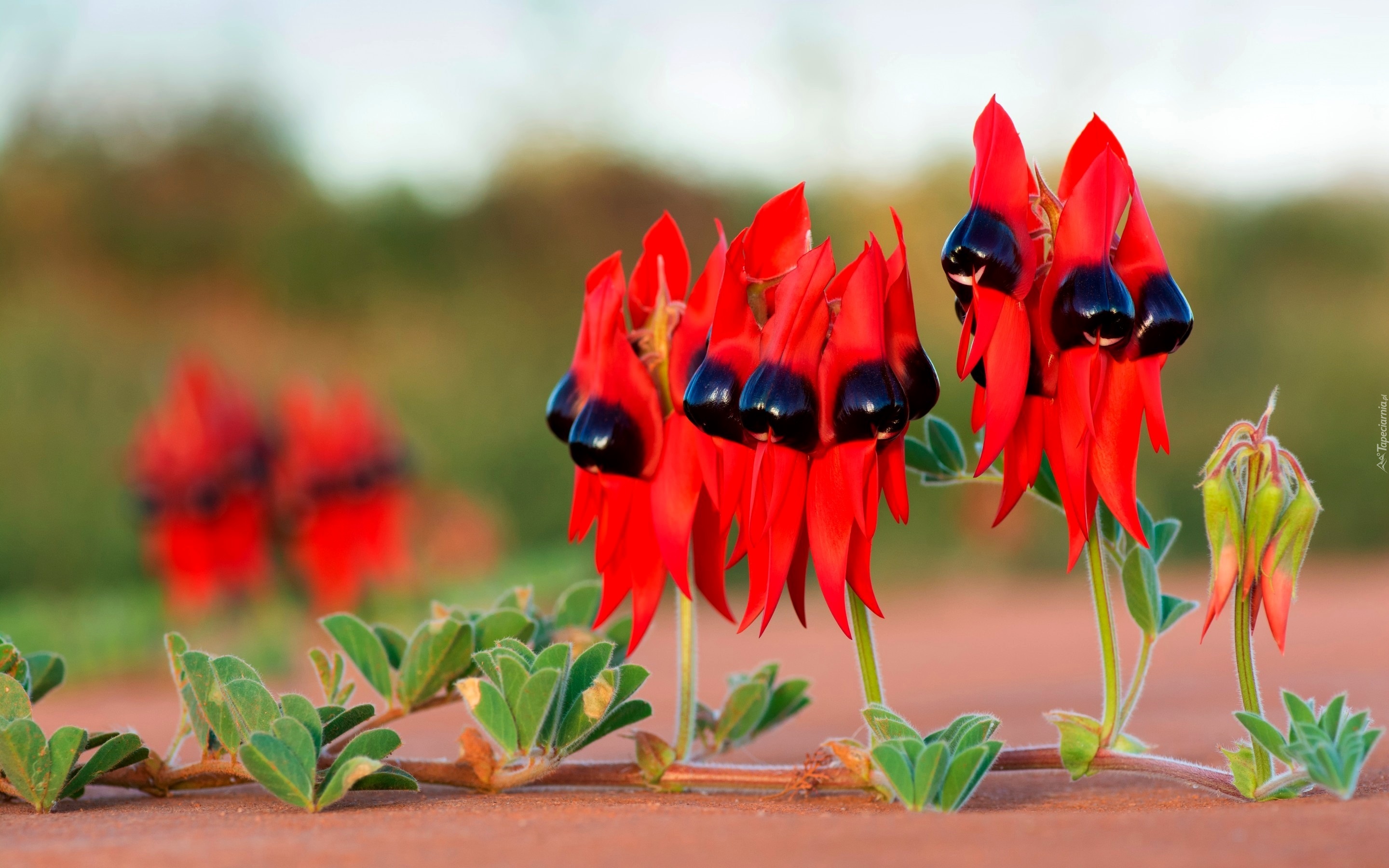 Swainsona formosa, Australijska roślina, Czerwone kwiaty