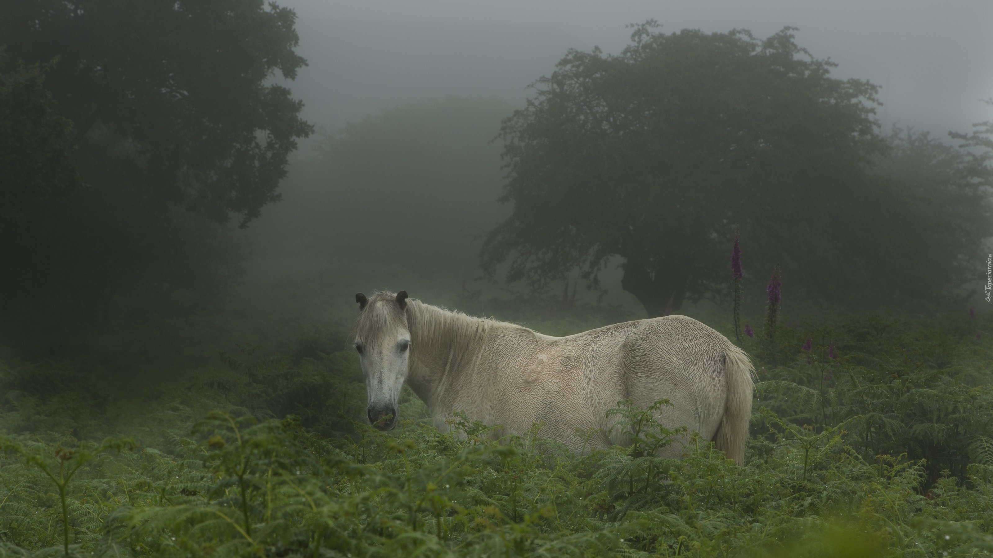 Koń, Las, Mgła